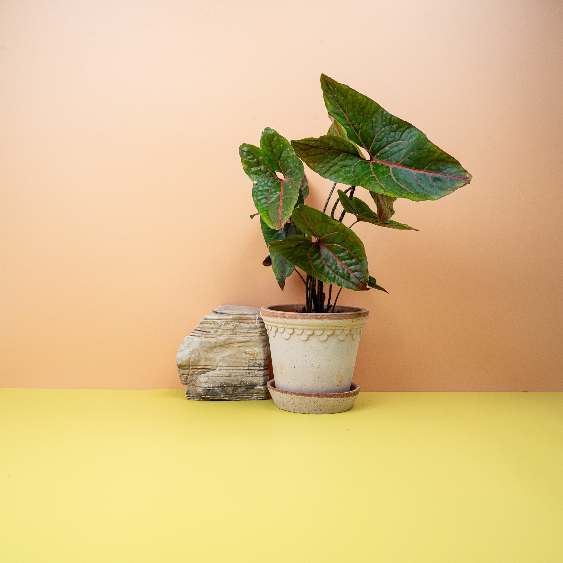 ALOCASIA BLACK JACK online bestellen bei potflourri