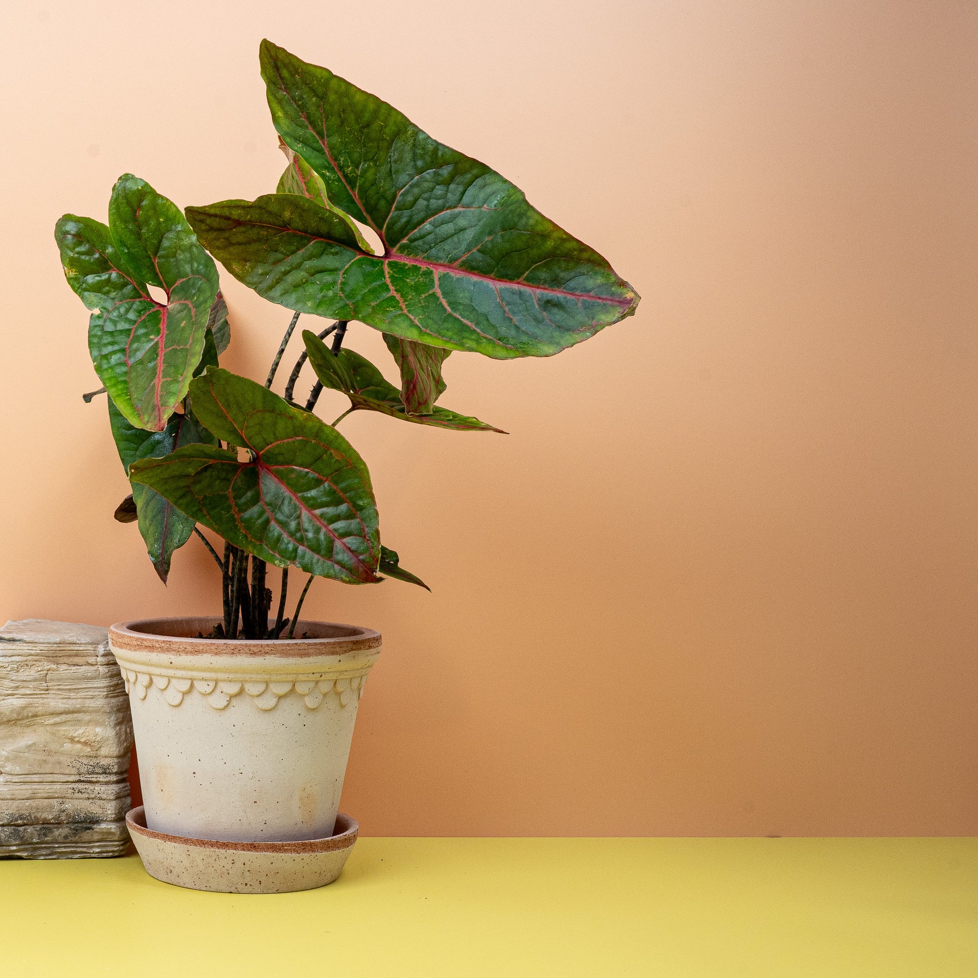 ALOCASIA BLACK JACK online bestellen bei potflourri