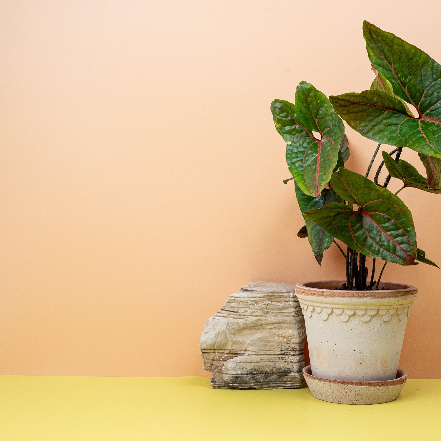 ALOCASIA BLACK JACK online bestellen bei potflourri