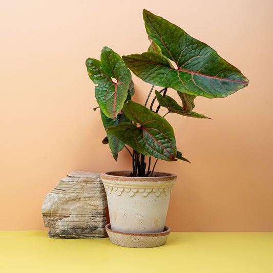 ALOCASIA BLACK JACK online bestellen bei potflourri