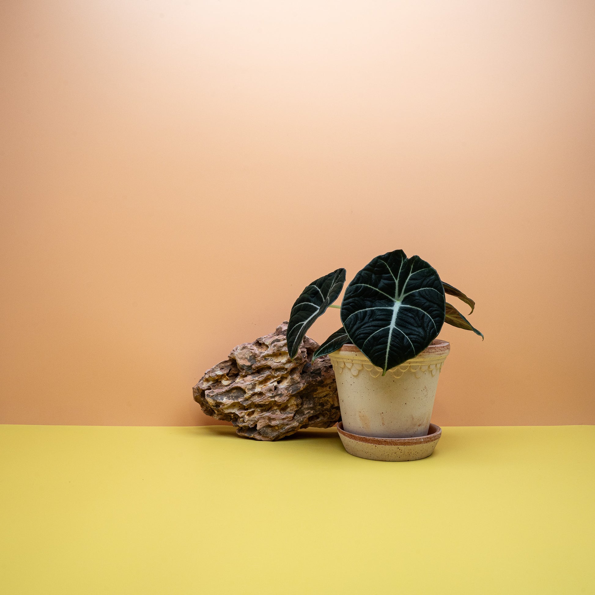 Alocasia Black Velvet – silbrig-weiße Blattadern
