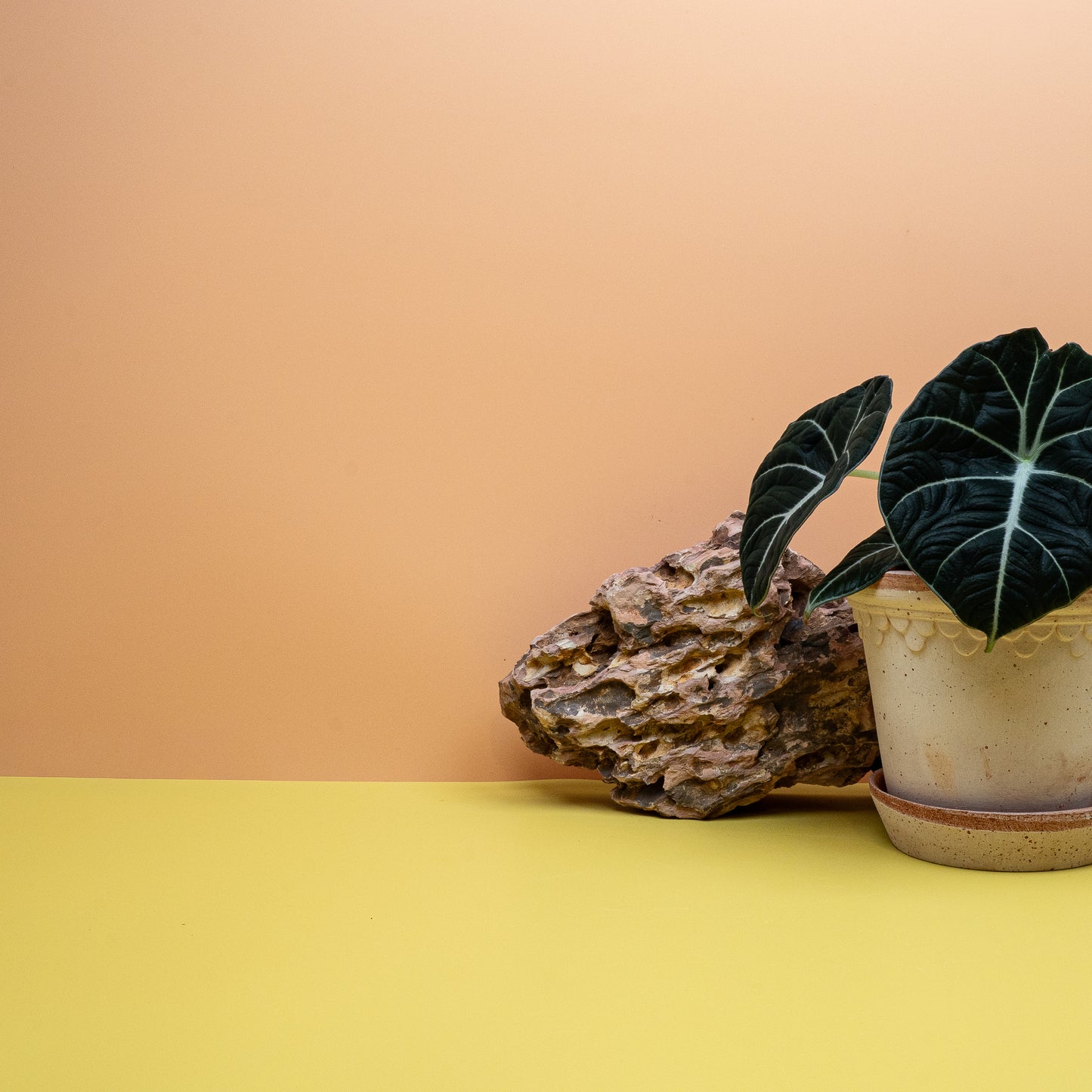 Alocasia Black Velvet – edle Ausstrahlung
