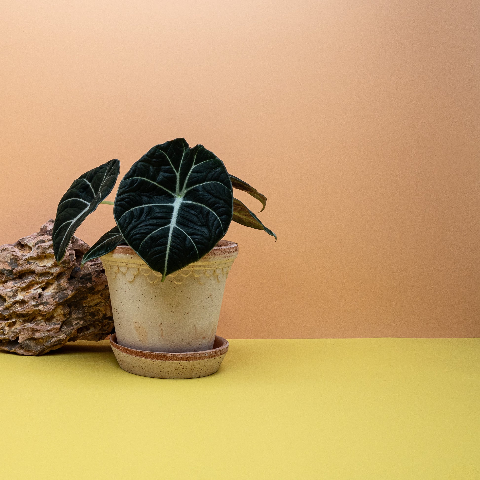 Alocasia Black Velvet, kompakte Wuchsform