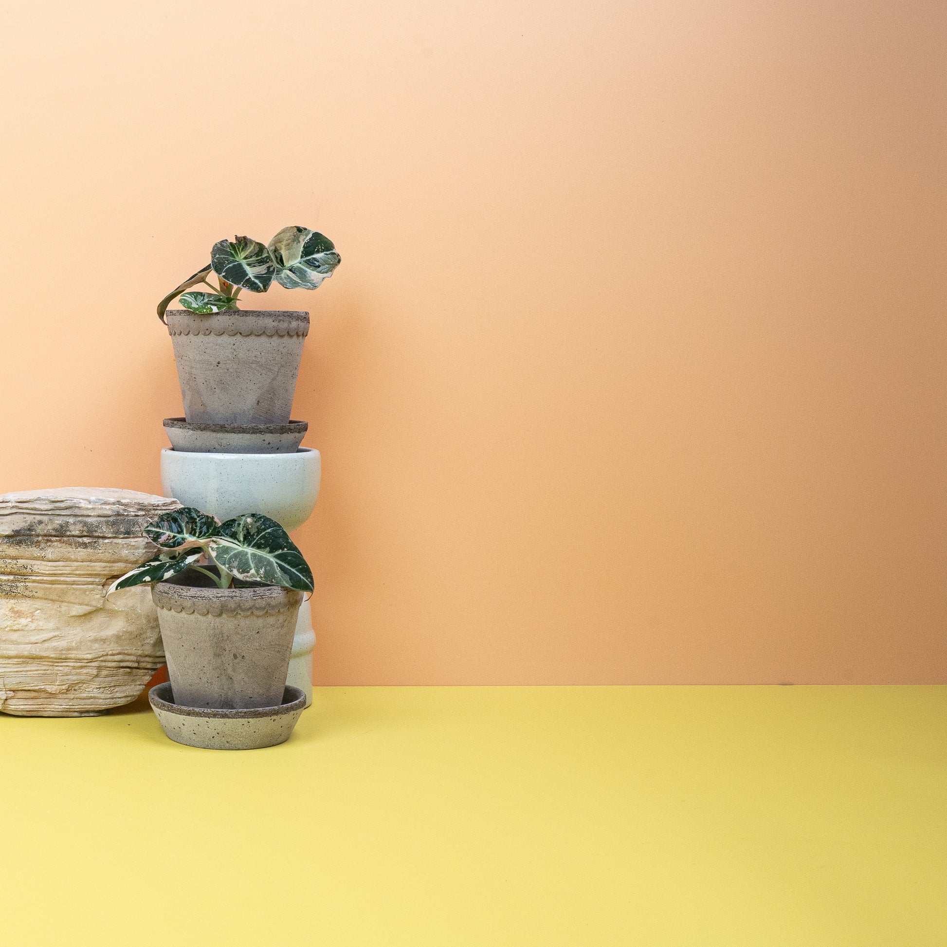 ALOCASIA BLACK VELVET VARIEGATA online bestellen bei potflourri