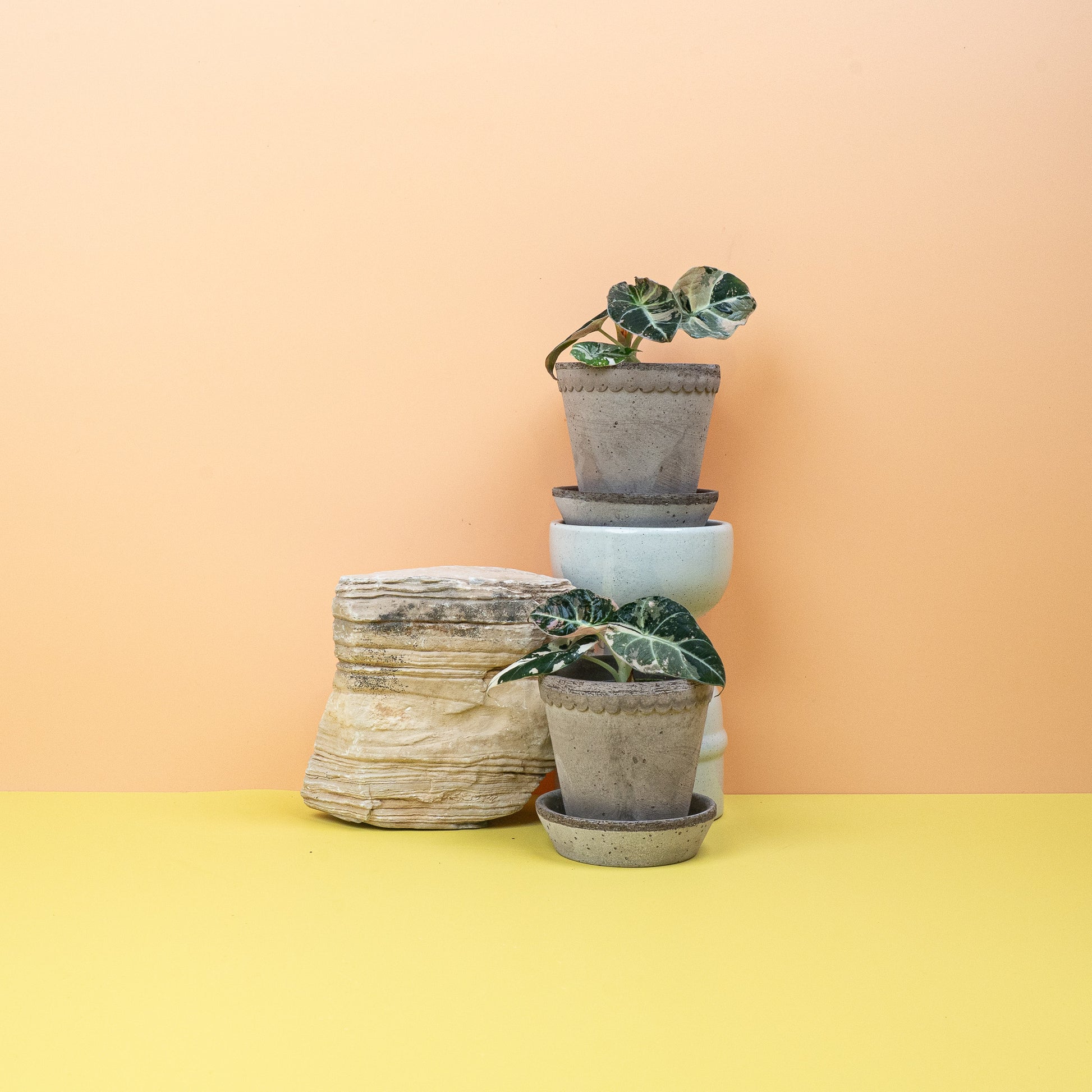 ALOCASIA BLACK VELVET VARIEGATA online bestellen bei potflourri