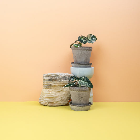ALOCASIA BLACK VELVET VARIEGATA online bestellen bei potflourri