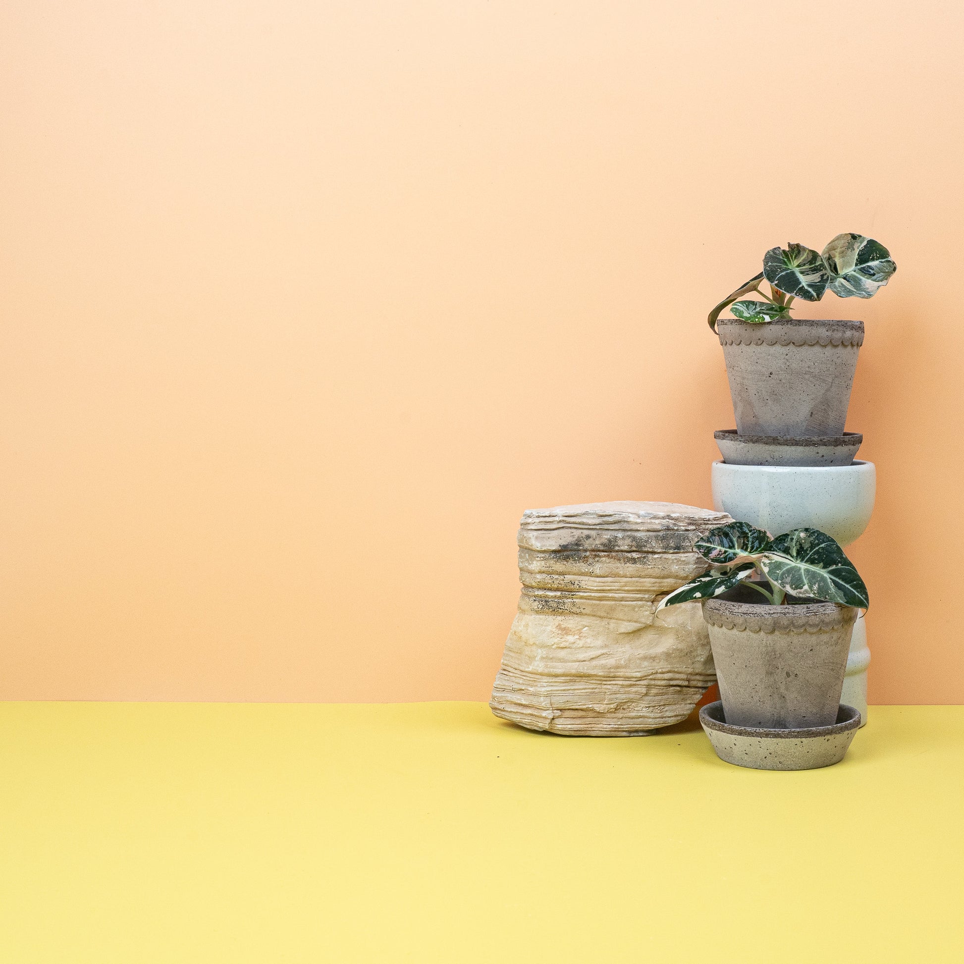 ALOCASIA BLACK VELVET VARIEGATA online bestellen bei potflourri