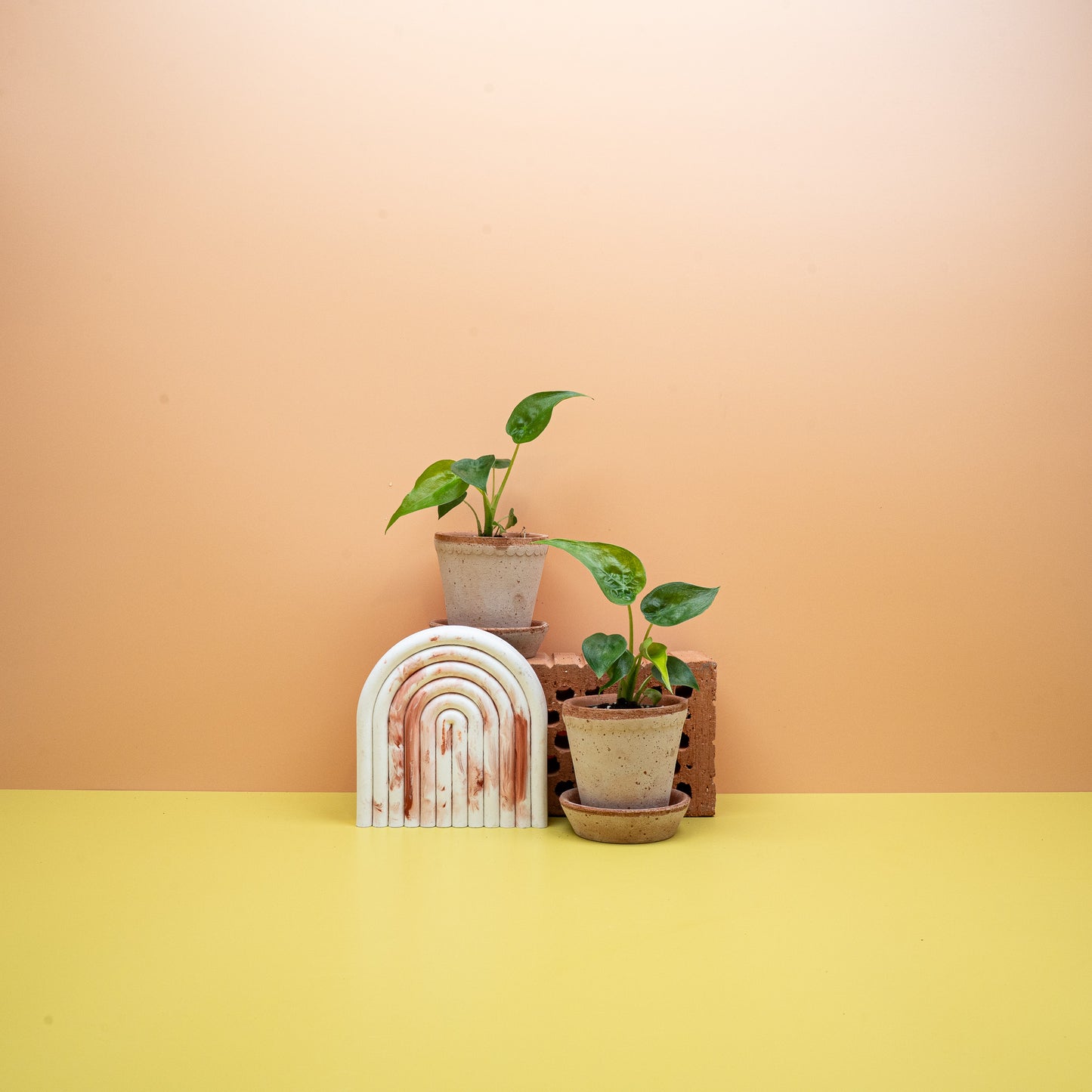 ALOCASIA CUCULLATA online bestellen bei potflourri