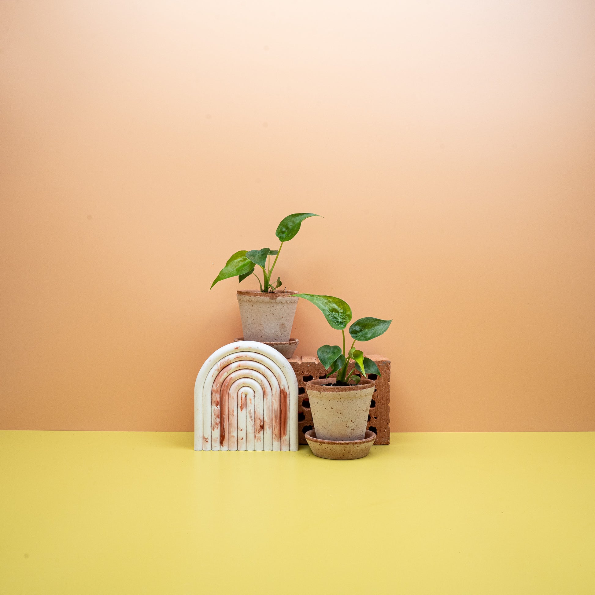 ALOCASIA CUCULLATA online bestellen bei potflourri