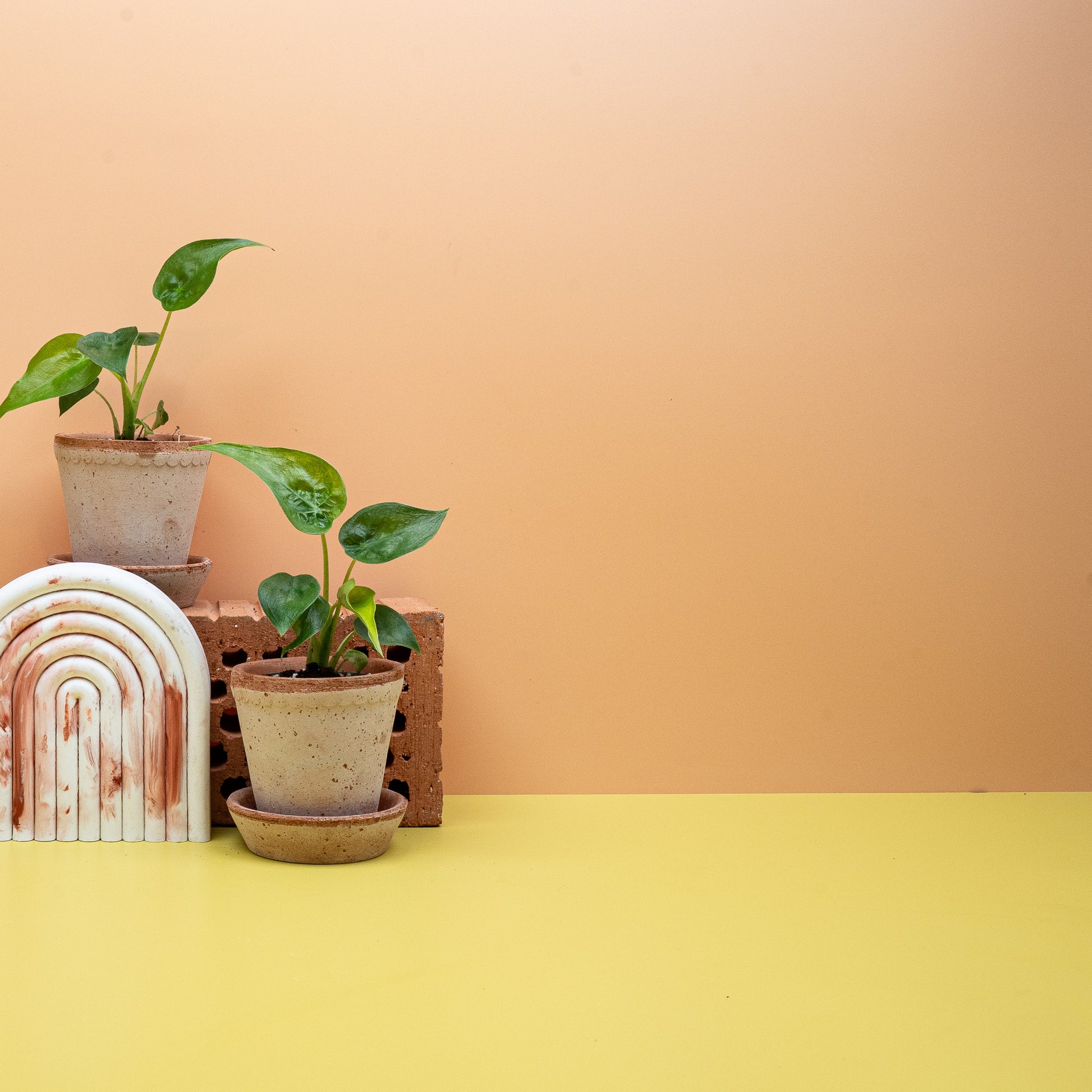 ALOCASIA CUCULLATA online bestellen bei potflourri