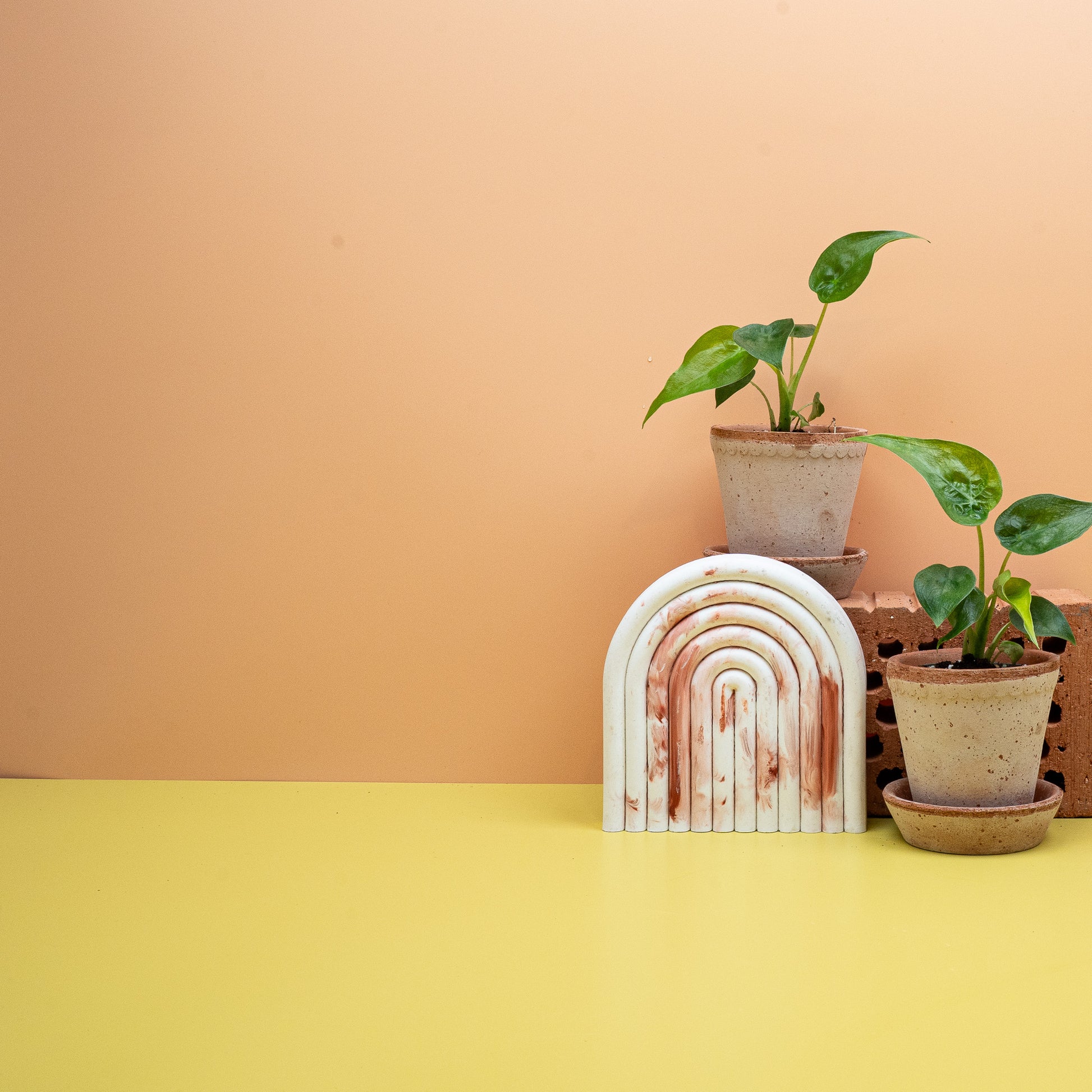 ALOCASIA CUCULLATA online bestellen bei potflourri