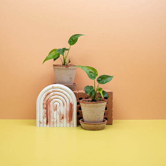 ALOCASIA CUCULLATA online bestellen bei potflourri