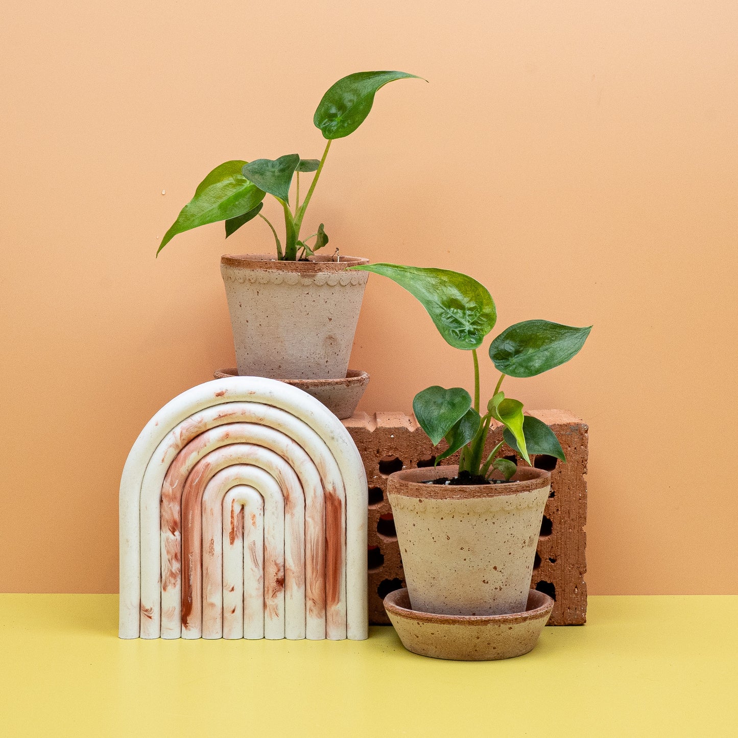 ALOCASIA CUCULLATA online bestellen bei potflourri