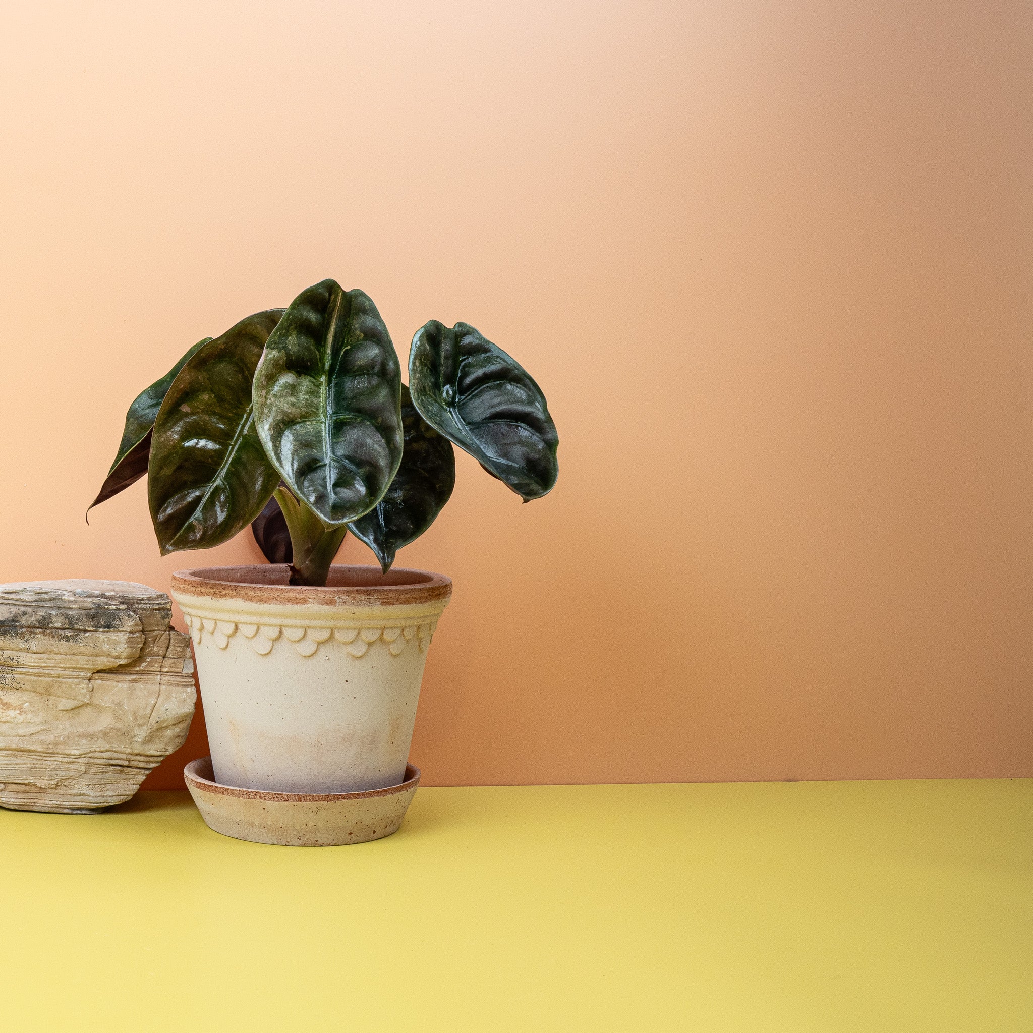 ALOCASIA CUPREA RED SECRET VARIEGATA kaufen bei potflourri