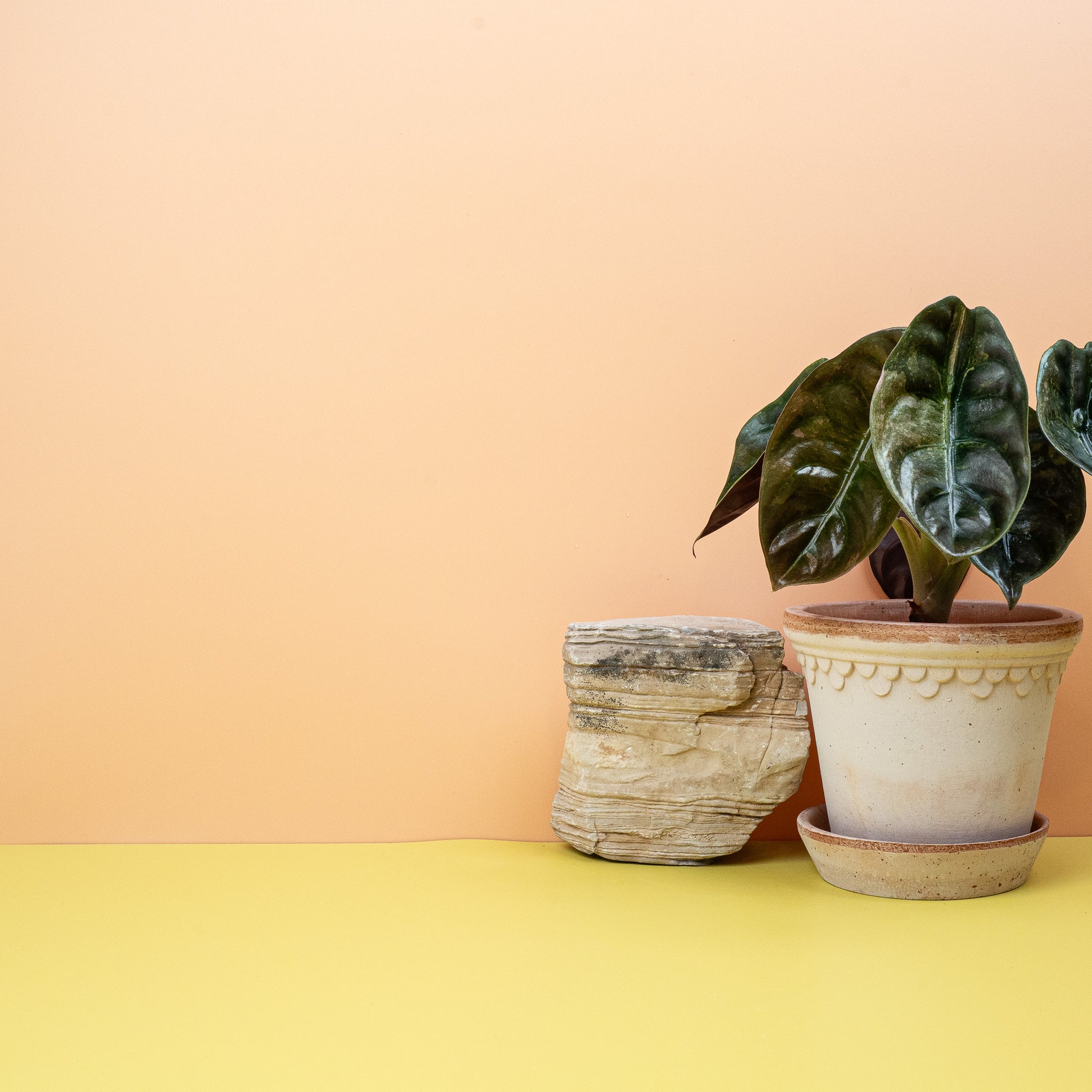 Alocasia Cuprea Red Secret Variegata online bestellen bei potflourri