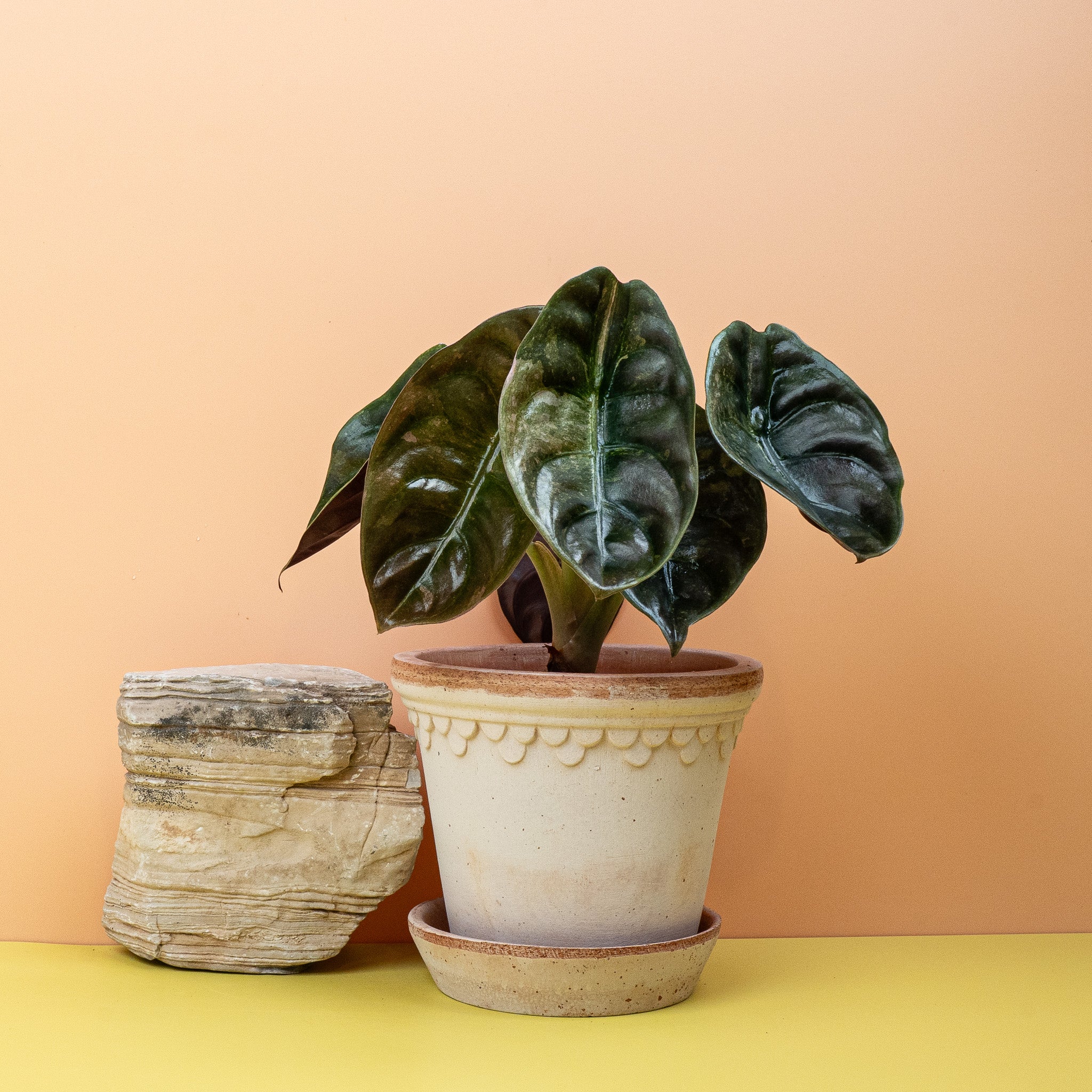 cuprea variegata ALOCASIA CUPREA RED SECRET VARIEGATA kaufen bei potflourri