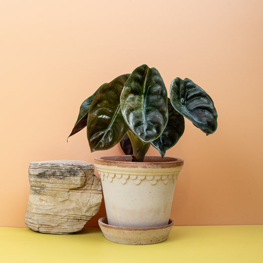 Alocasia Cuprea Red Secret Variegata online bestellen bei potflourri