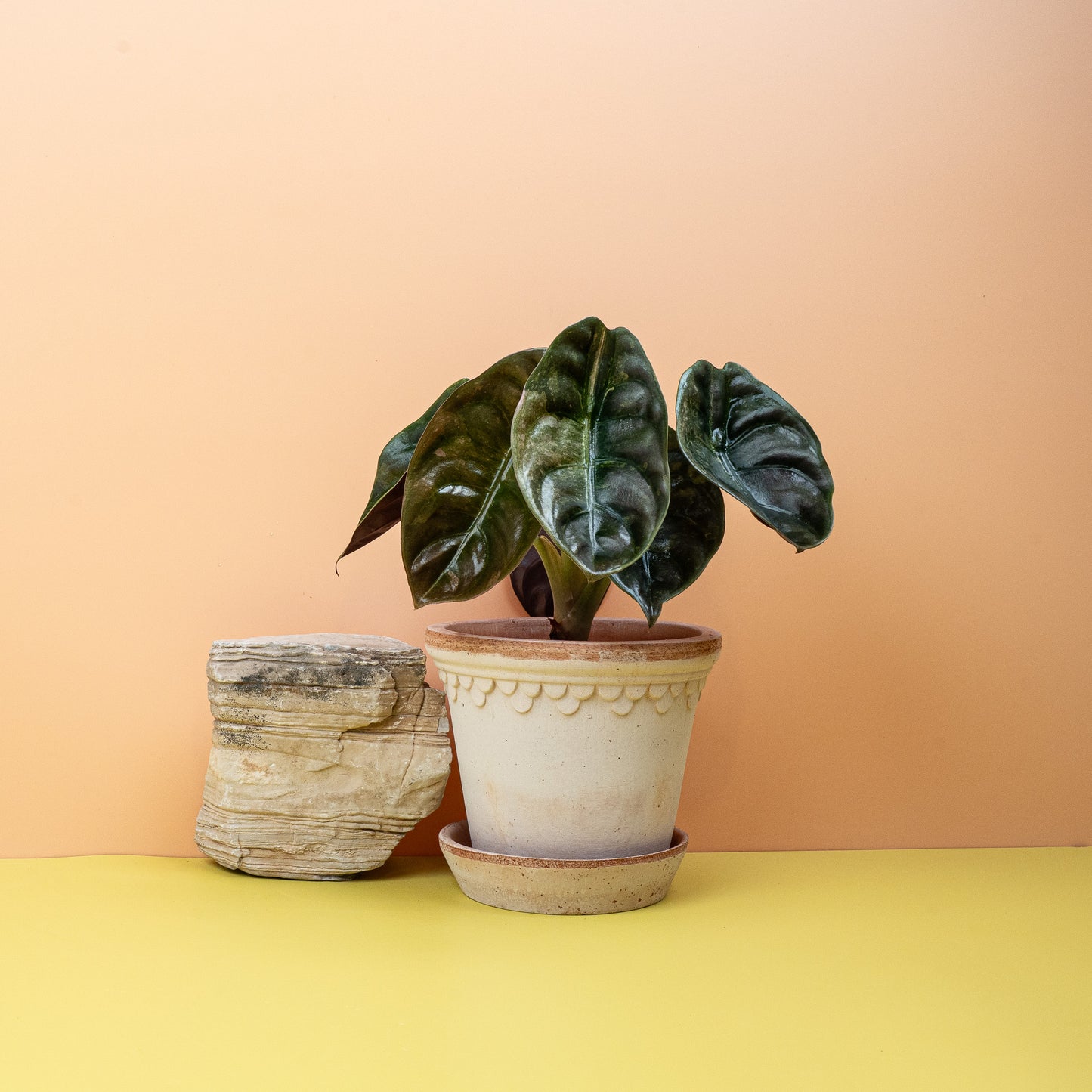 Alocasia Cuprea Red Secret Variegata online bestellen bei potflourri