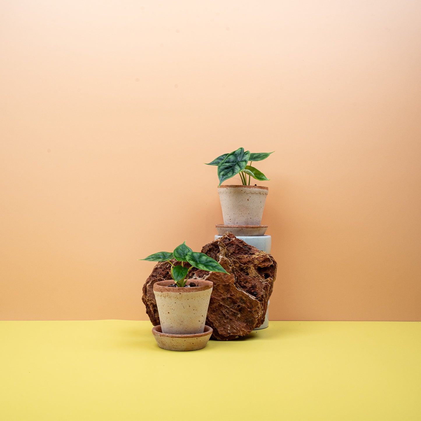 ALOCASIA DRAGON SCALE online bestellen bei potflourri