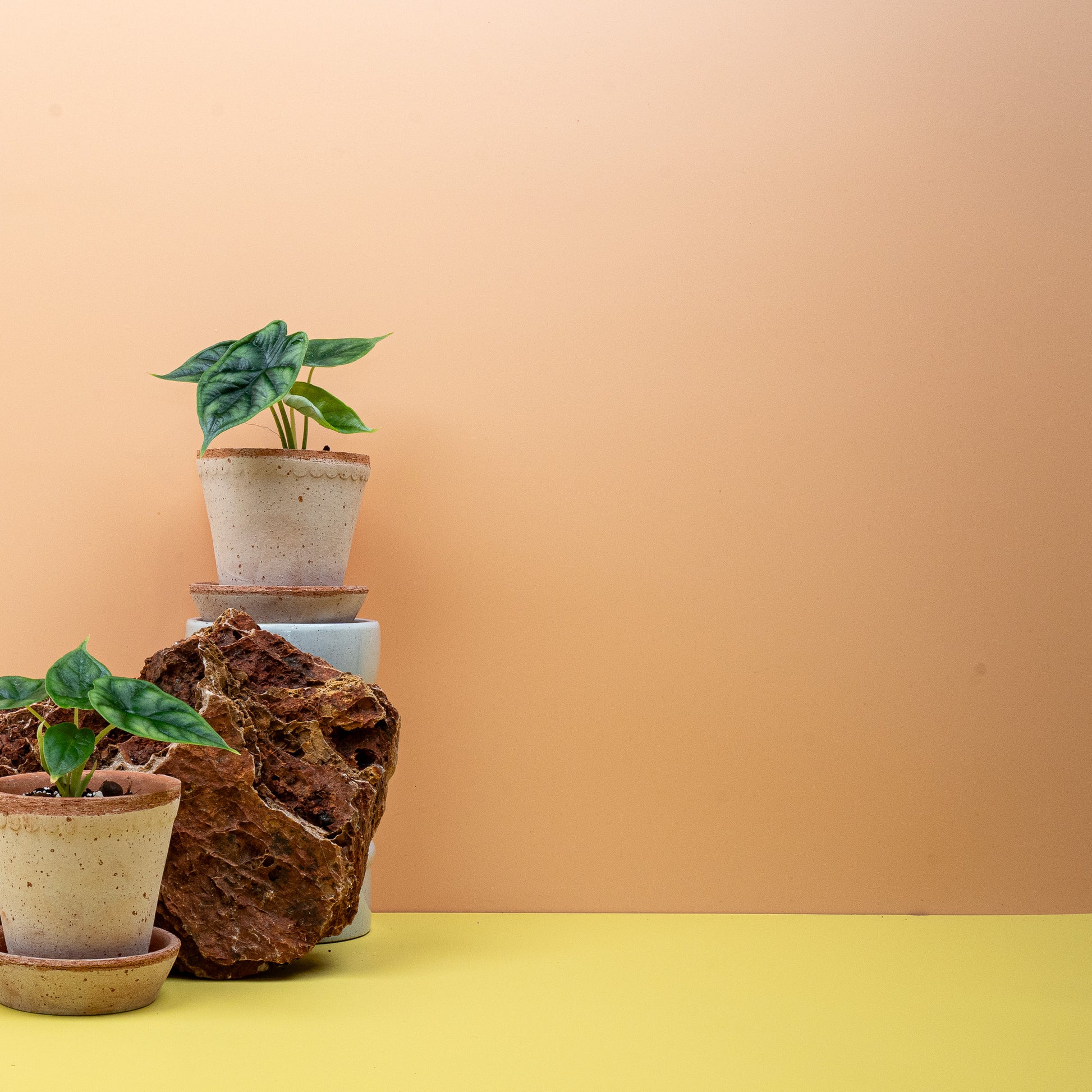 ALOCASIA DRAGON SCALE online bestellen bei potflourri