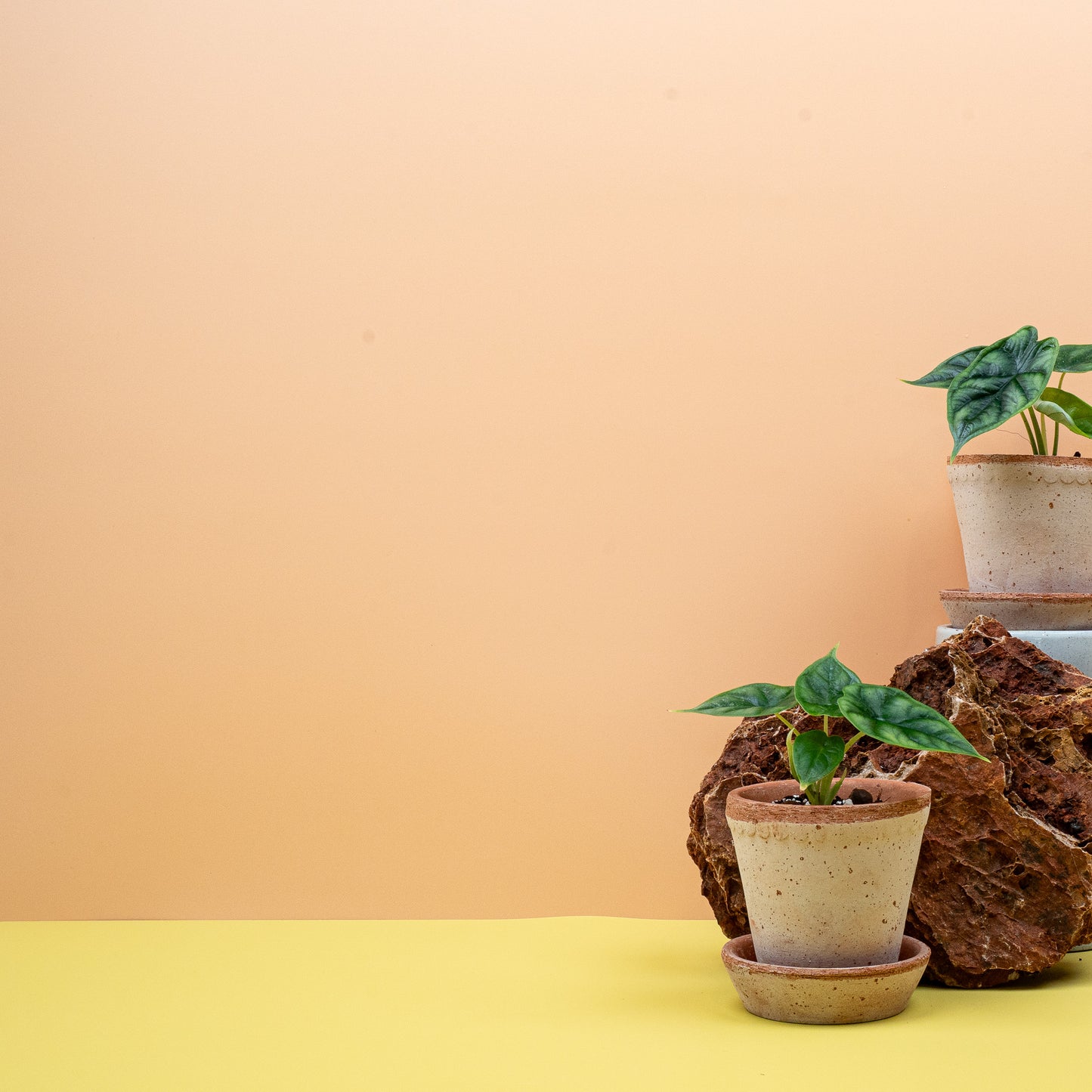 ALOCASIA DRAGON SCALE online bestellen bei potflourri