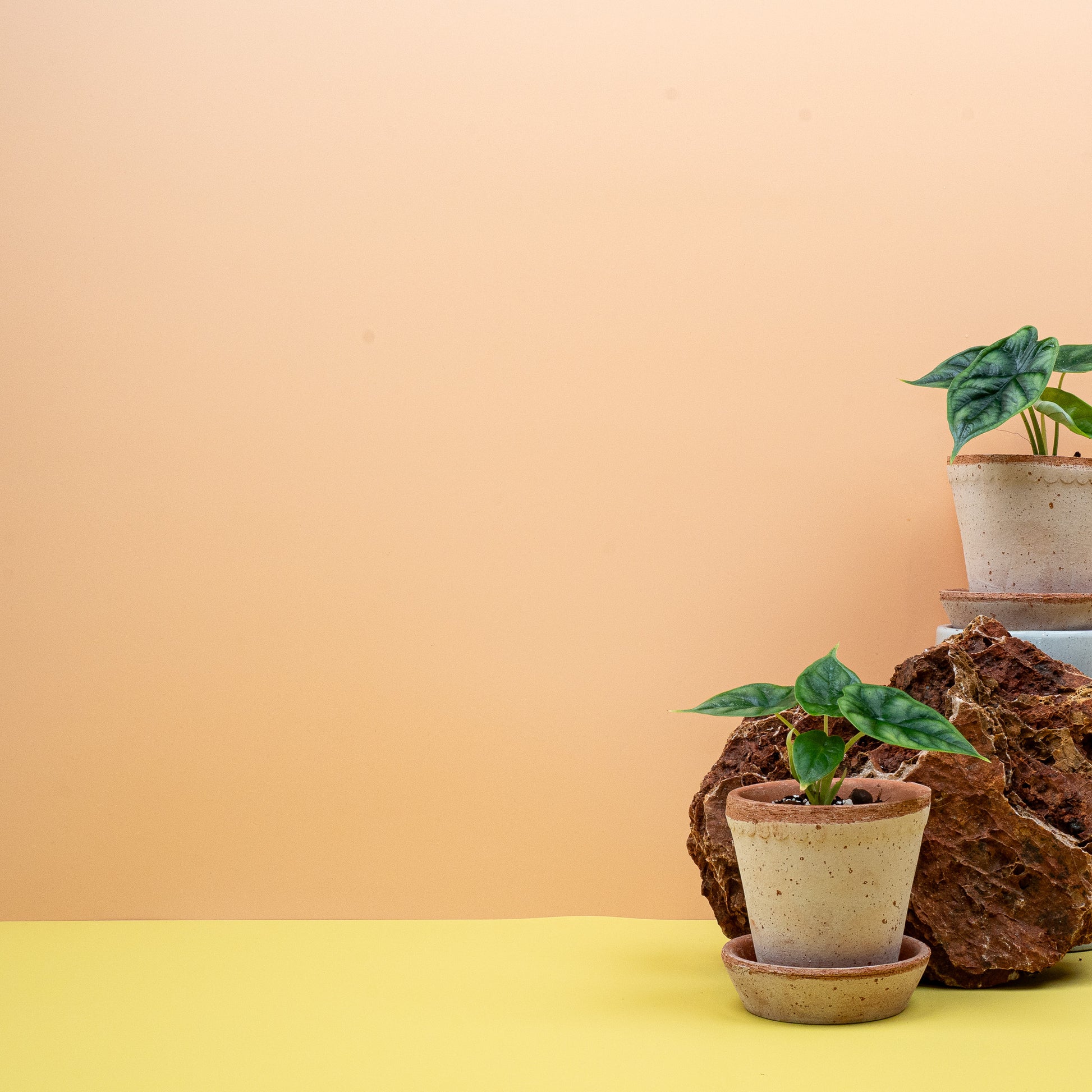 ALOCASIA DRAGON SCALE online bestellen bei potflourri
