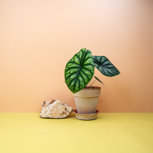ALOCASIA DRAGON SCALE online bestellen bei potflourri