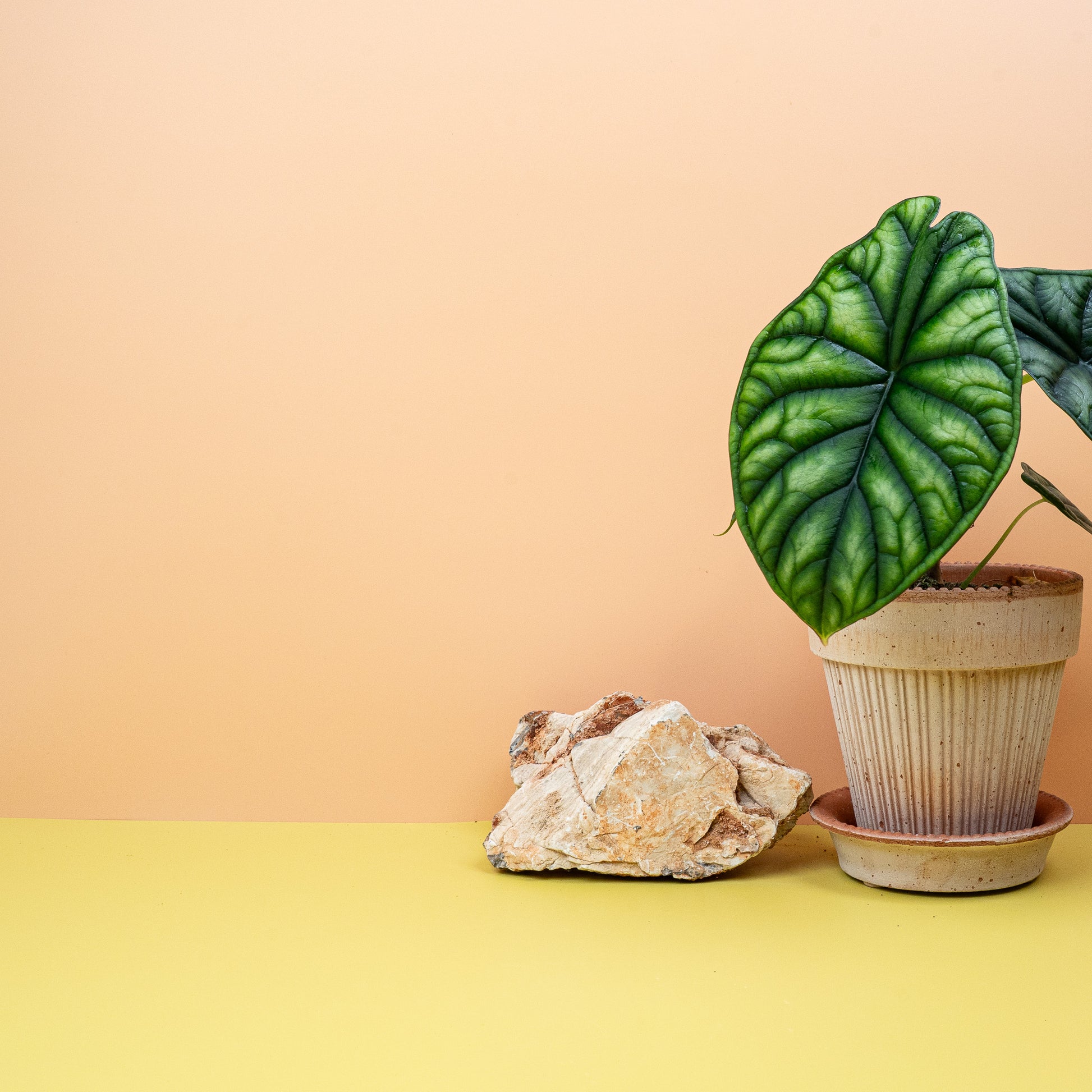 ALOCASIA DRAGON SCALE online bestellen bei potflourri