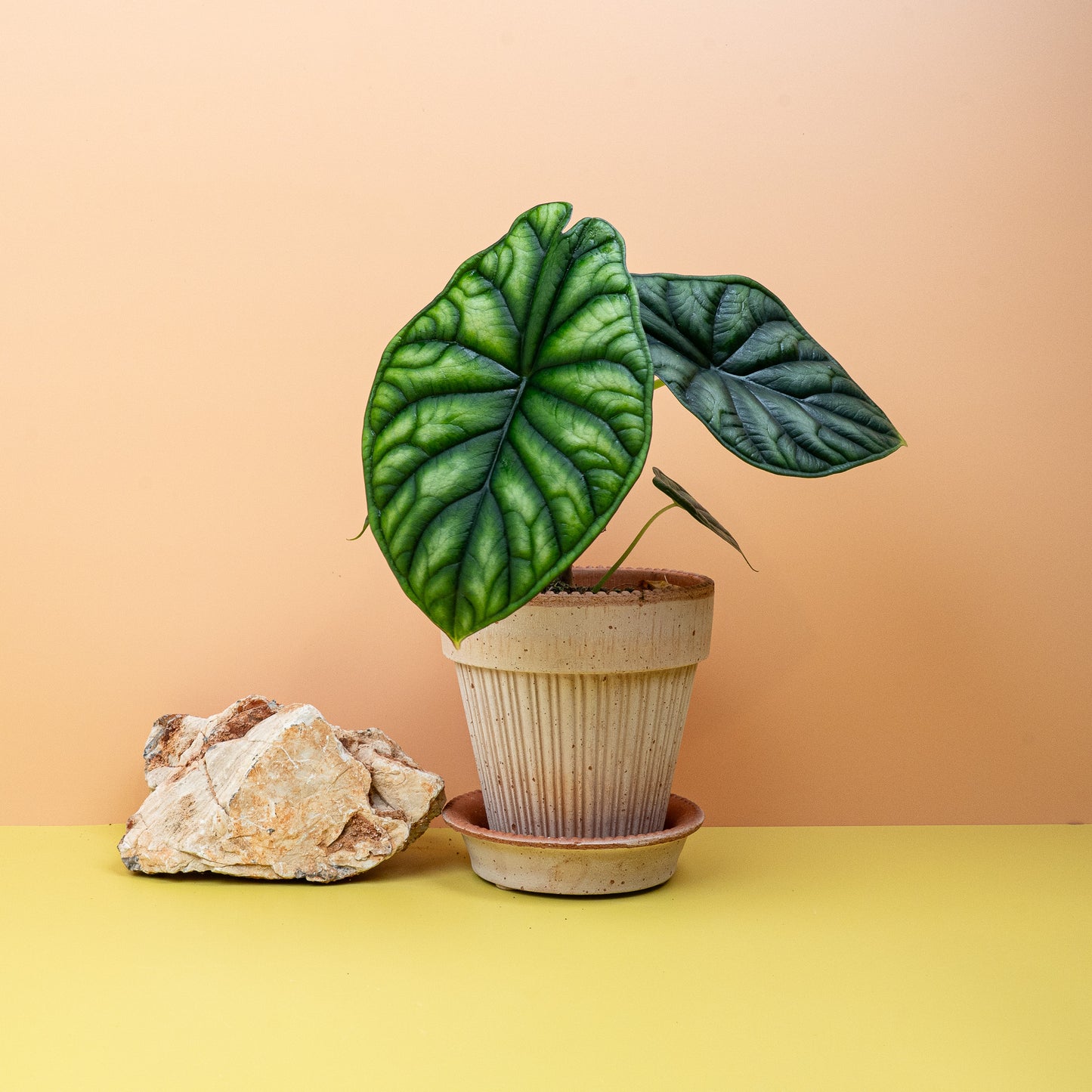 ALOCASIA DRAGON SCALE online bestellen bei potflourri
