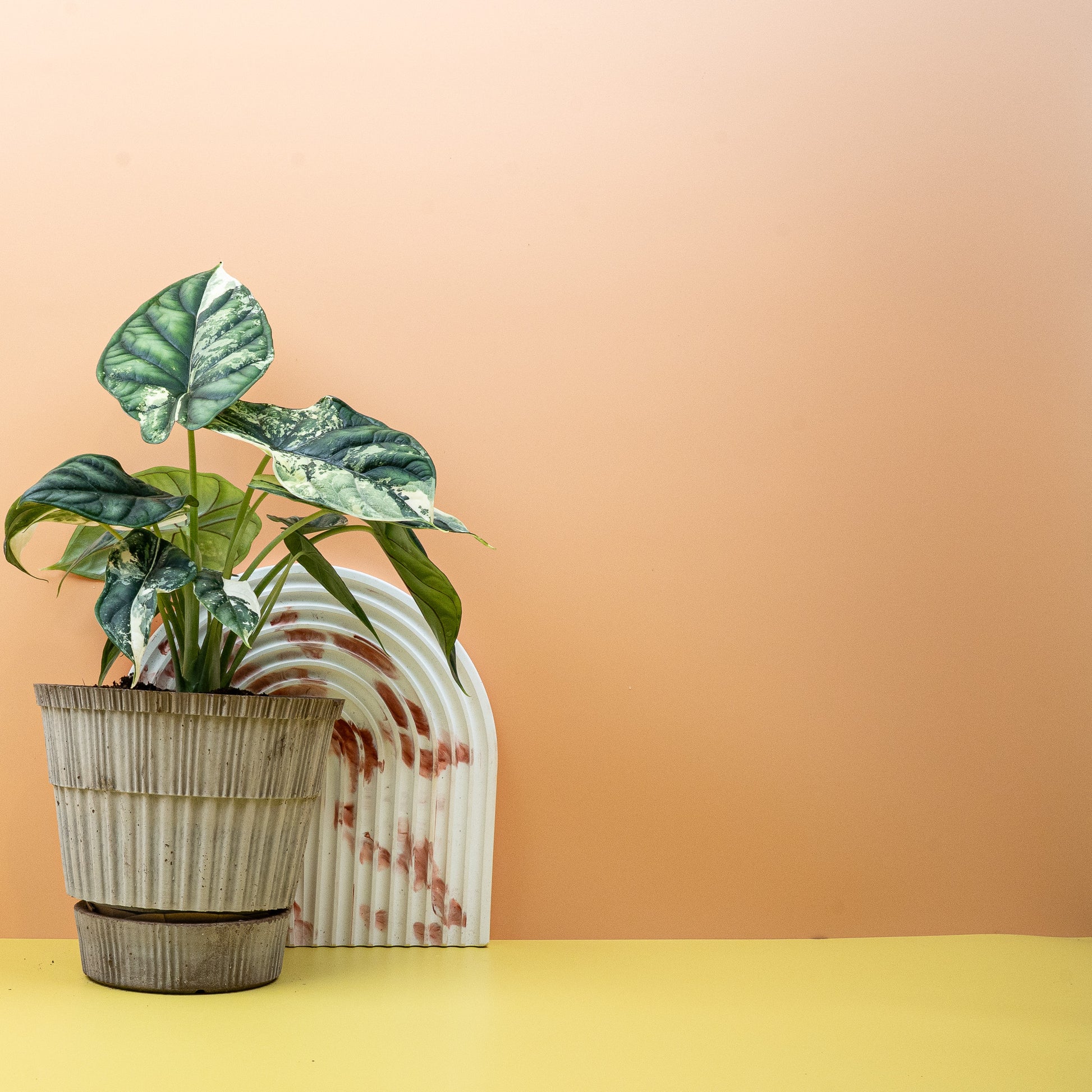 ALOCASIA DRAGON SCALE VARIEGATA online bestellen bei potflourri