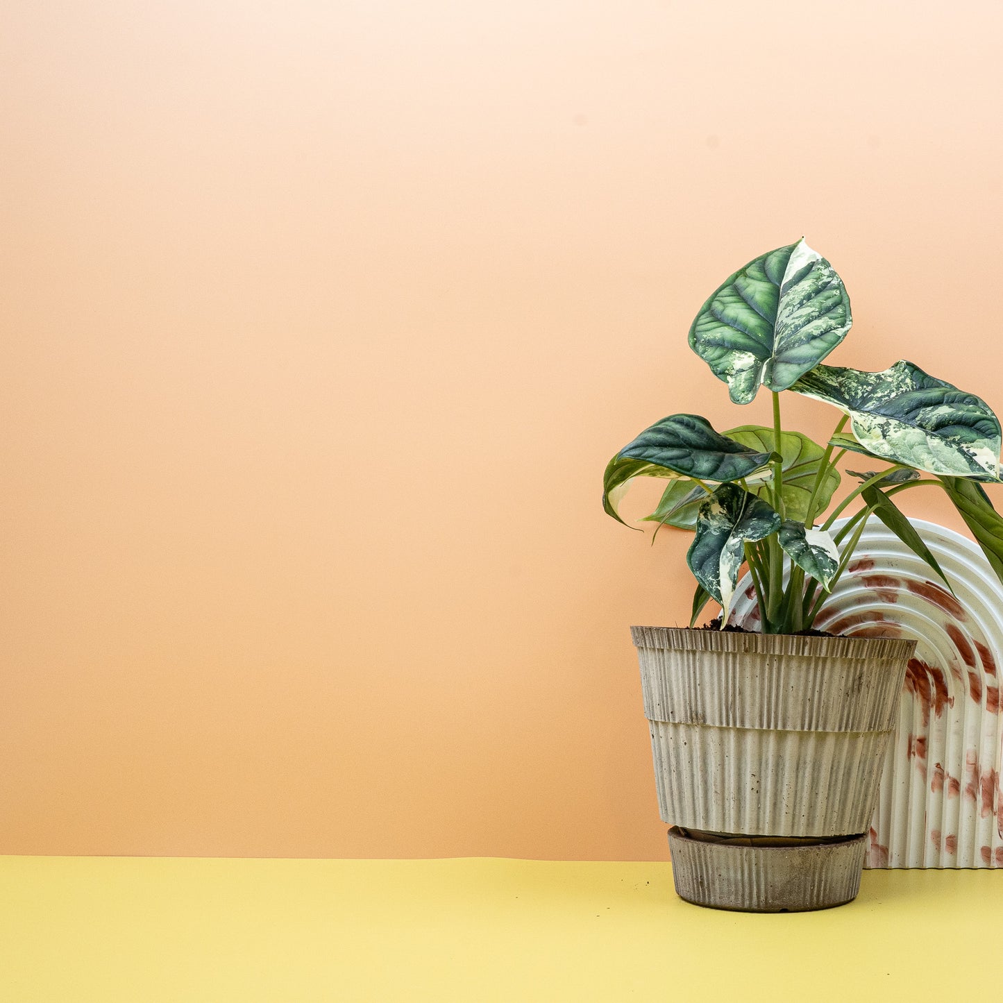 ALOCASIA DRAGON SCALE VARIEGATA