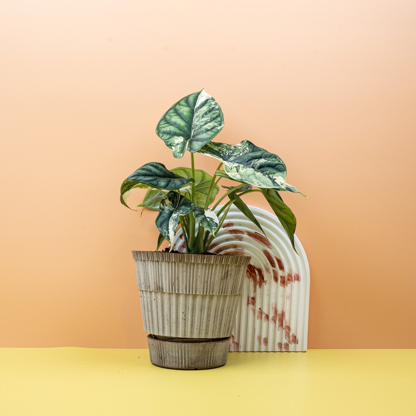 ALOCASIA DRAGON SCALE VARIEGATA