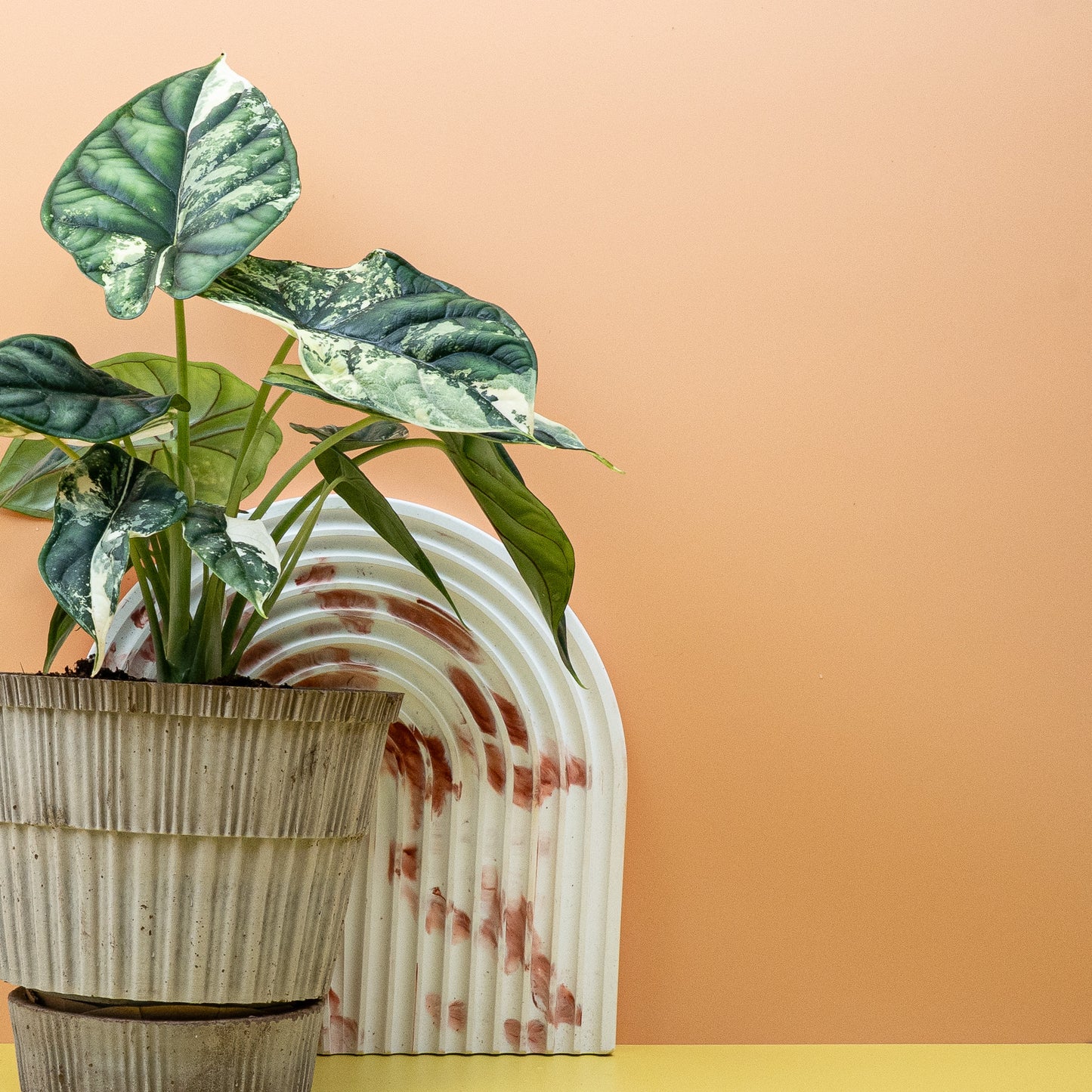 ALOCASIA DRAGON SCALE VARIEGATA