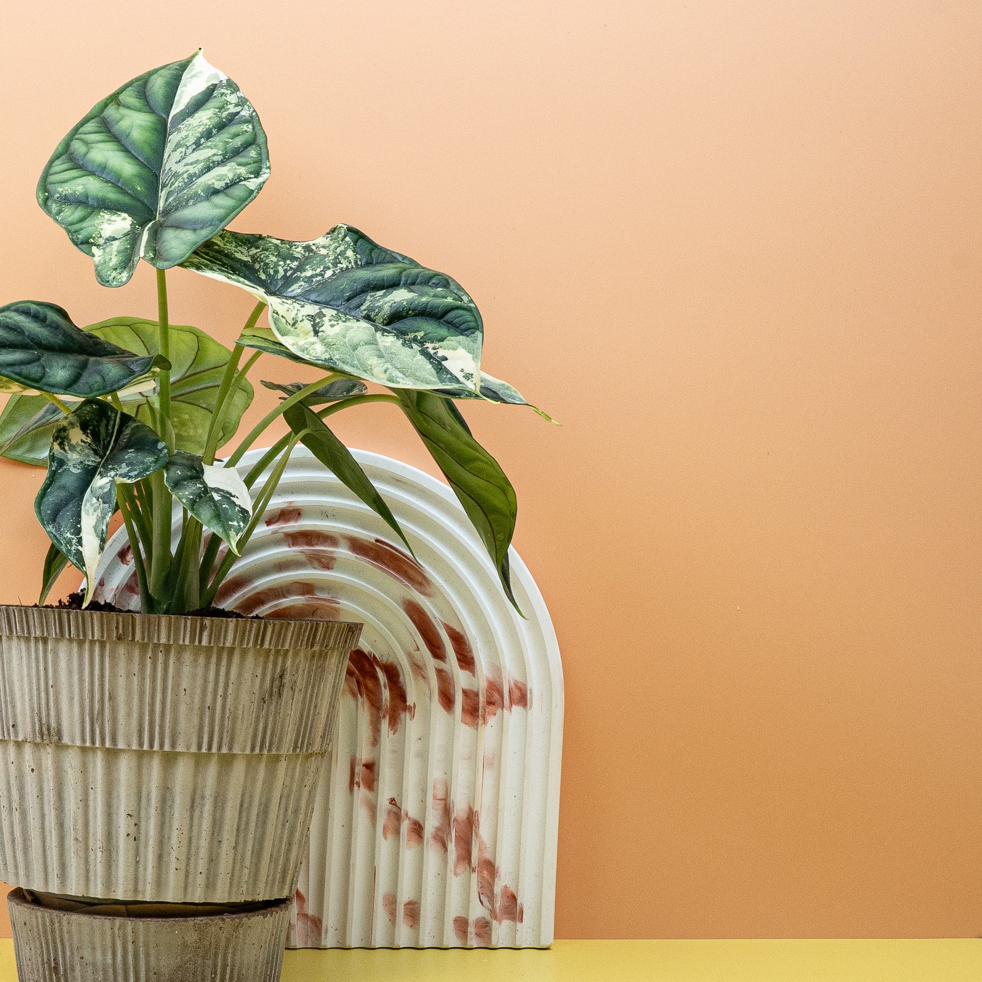 ALOCASIA DRAGON SCALE VARIEGATA online bestellen bei potflourri