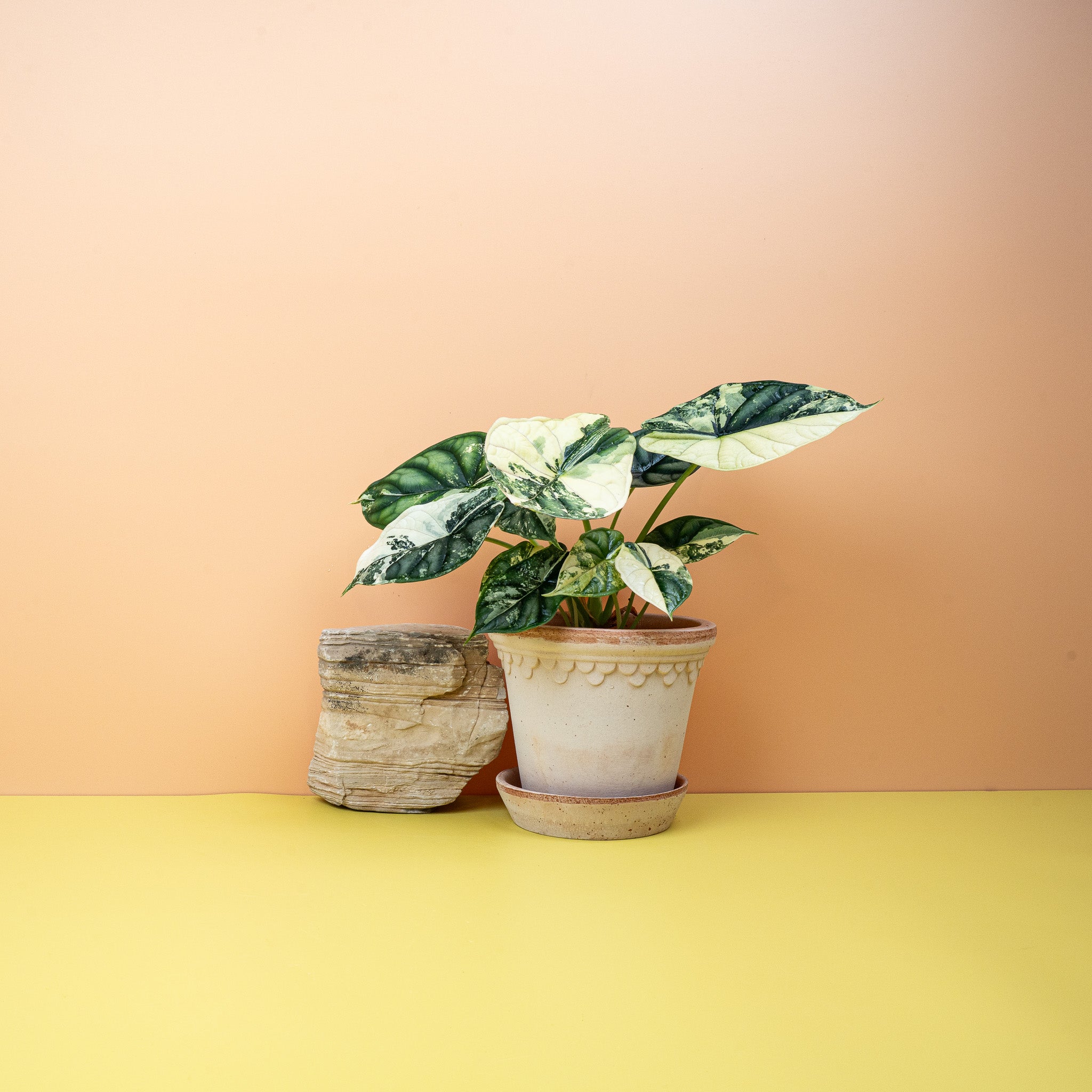 ALOCASIA DRAGON SCALE VARIEGATA online kaufen bei potflourri