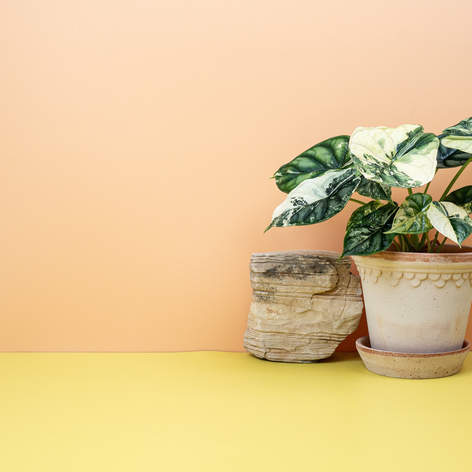ALOCASIA DRAGON SCALE VARIEGATA online bestellen bei potflourri