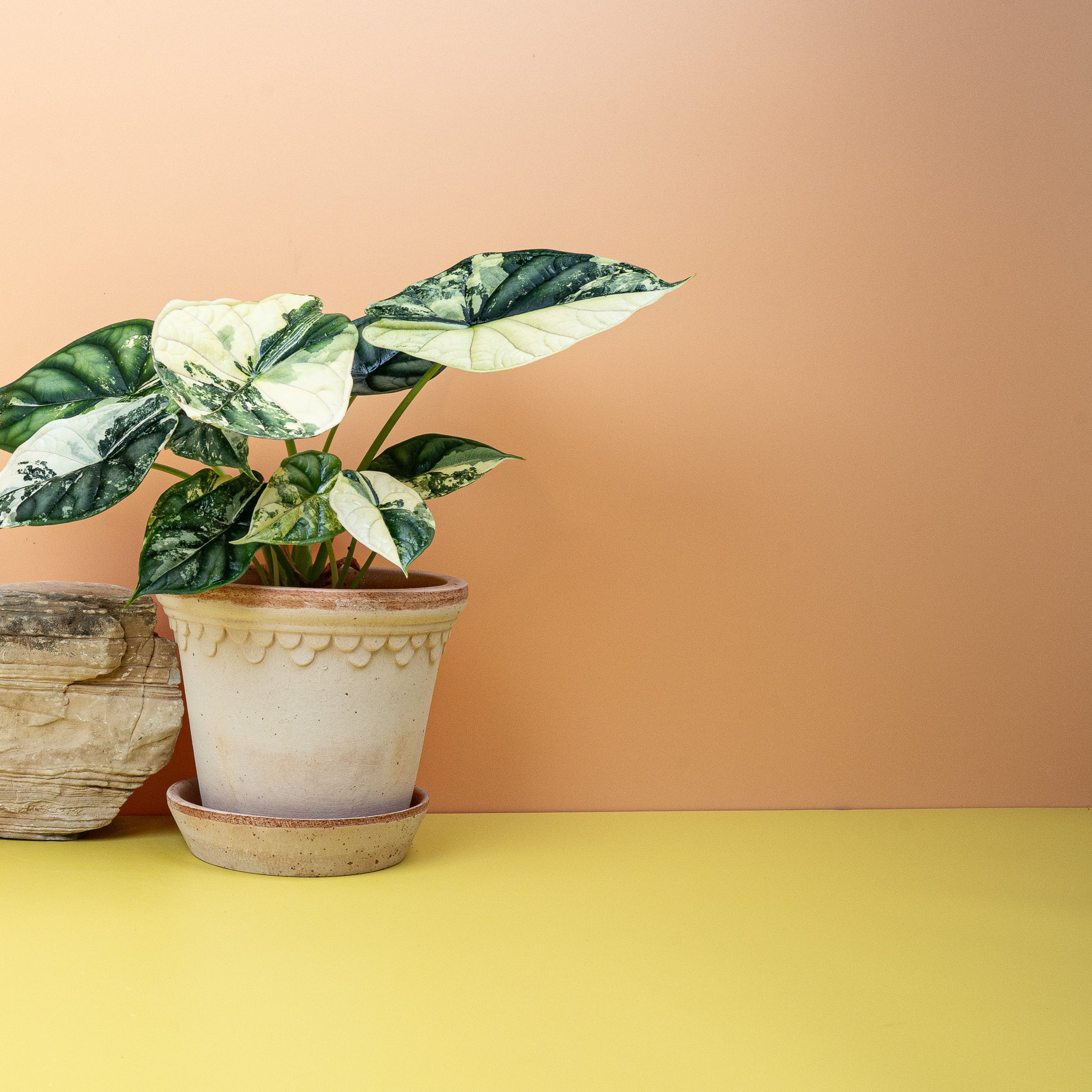 ALOCASIA DRAGON SCALE VARIEGATA online bestellen bei potflourri