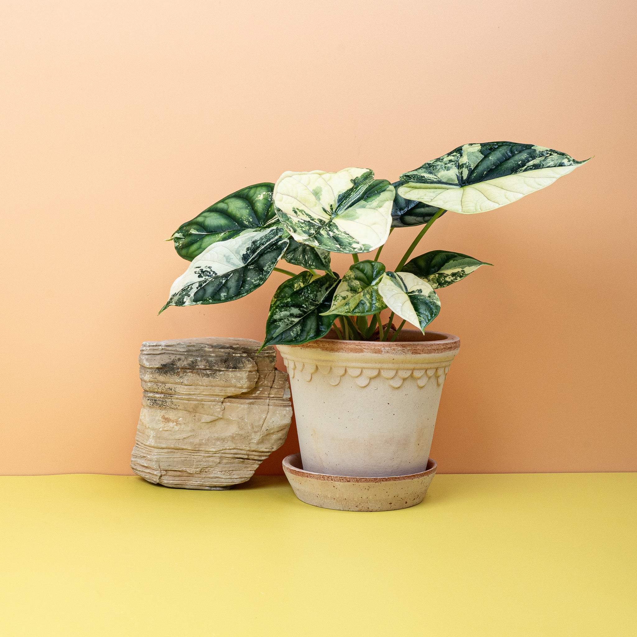 ALOCASIA DRAGON SCALE VARIEGATA online kaufen bei potflourri