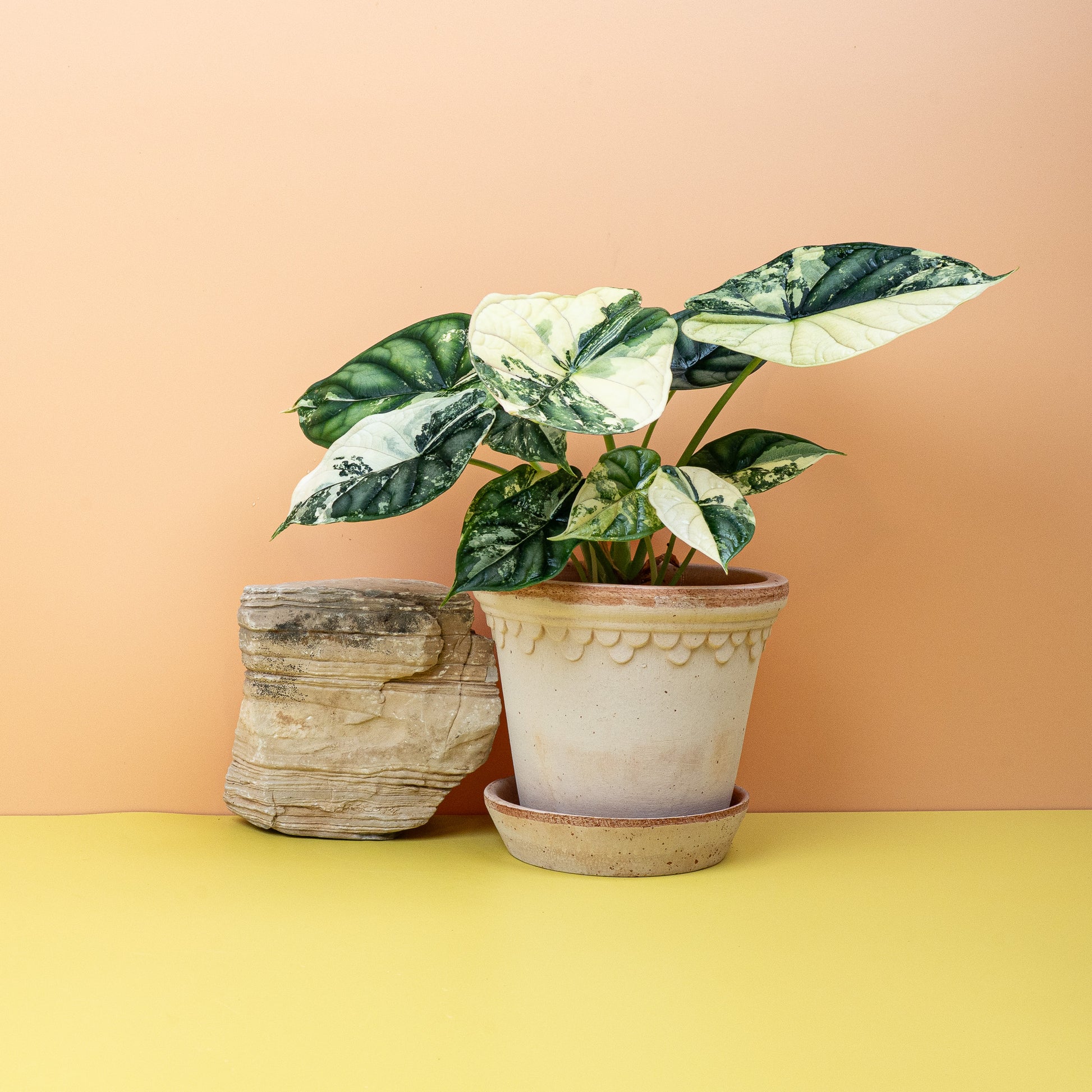 ALOCASIA DRAGON SCALE VARIEGATA online bestellen bei potflourri