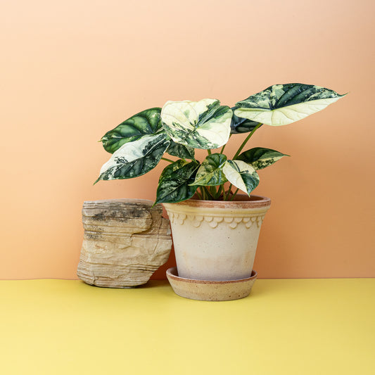 ALOCASIA DRAGON SCALE VARIEGATA online bestellen bei potflourri