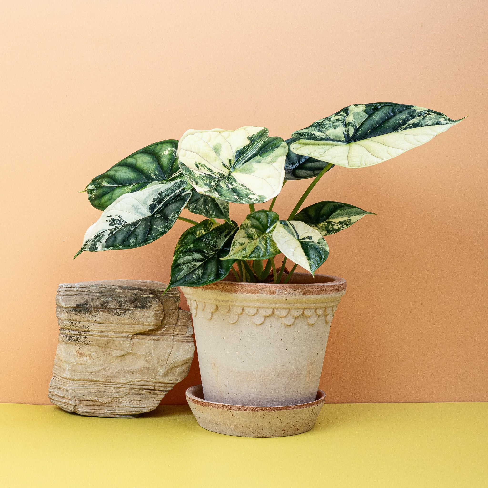 ALOCASIA DRAGON SCALE VARIEGATA online kaufen bei potflourri