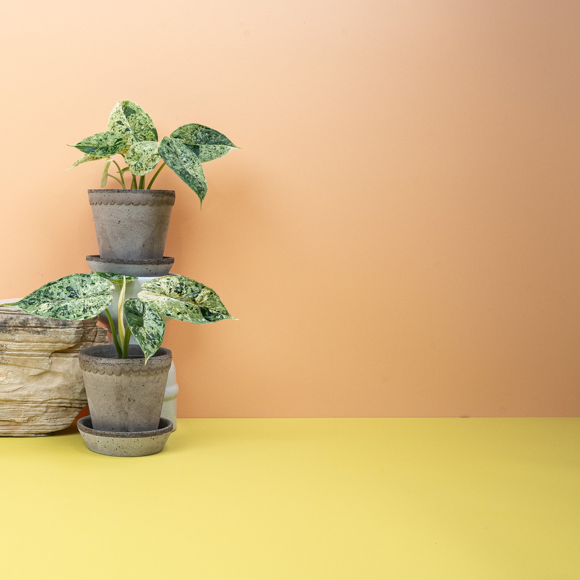 ALOCASIA DRAGON SCALE VARIEGATA MINT online bestellen bei potflourri