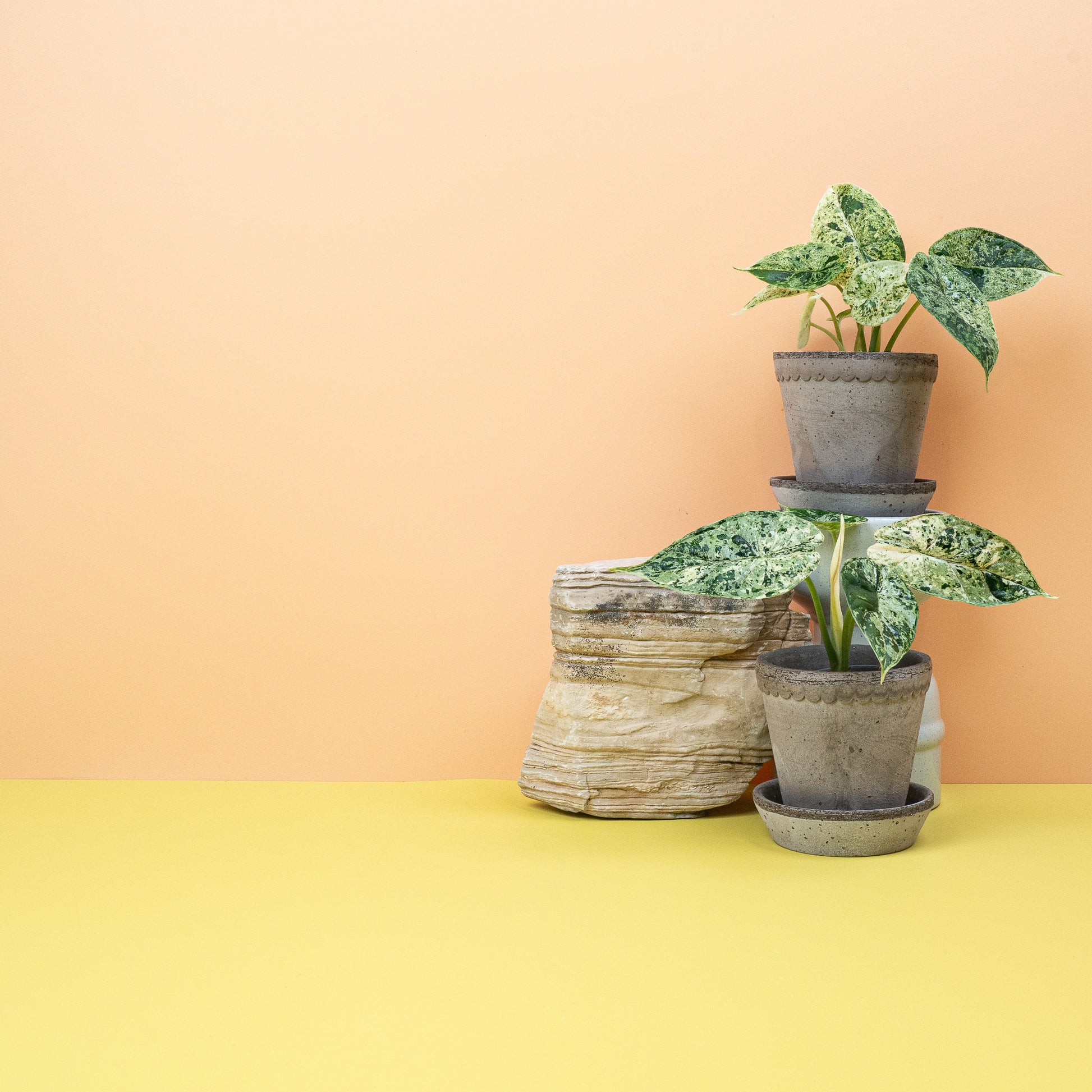 ALOCASIA DRAGON SCALE VARIEGATA MINT online bestellen bei potflourri