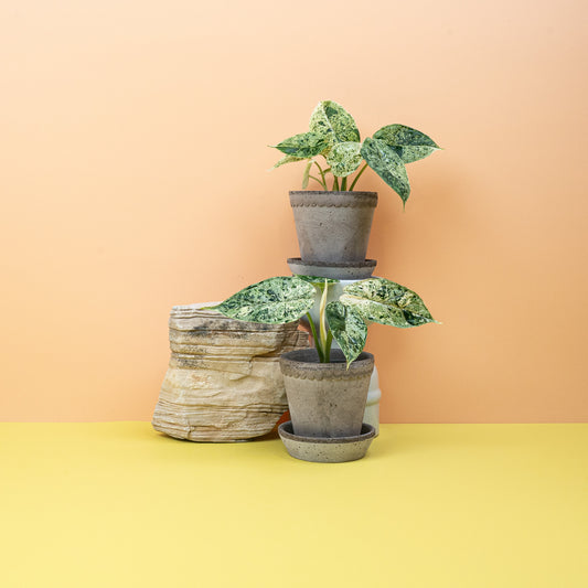 ALOCASIA DRAGON SCALE VARIEGATA MINT online bestellen bei potflourri