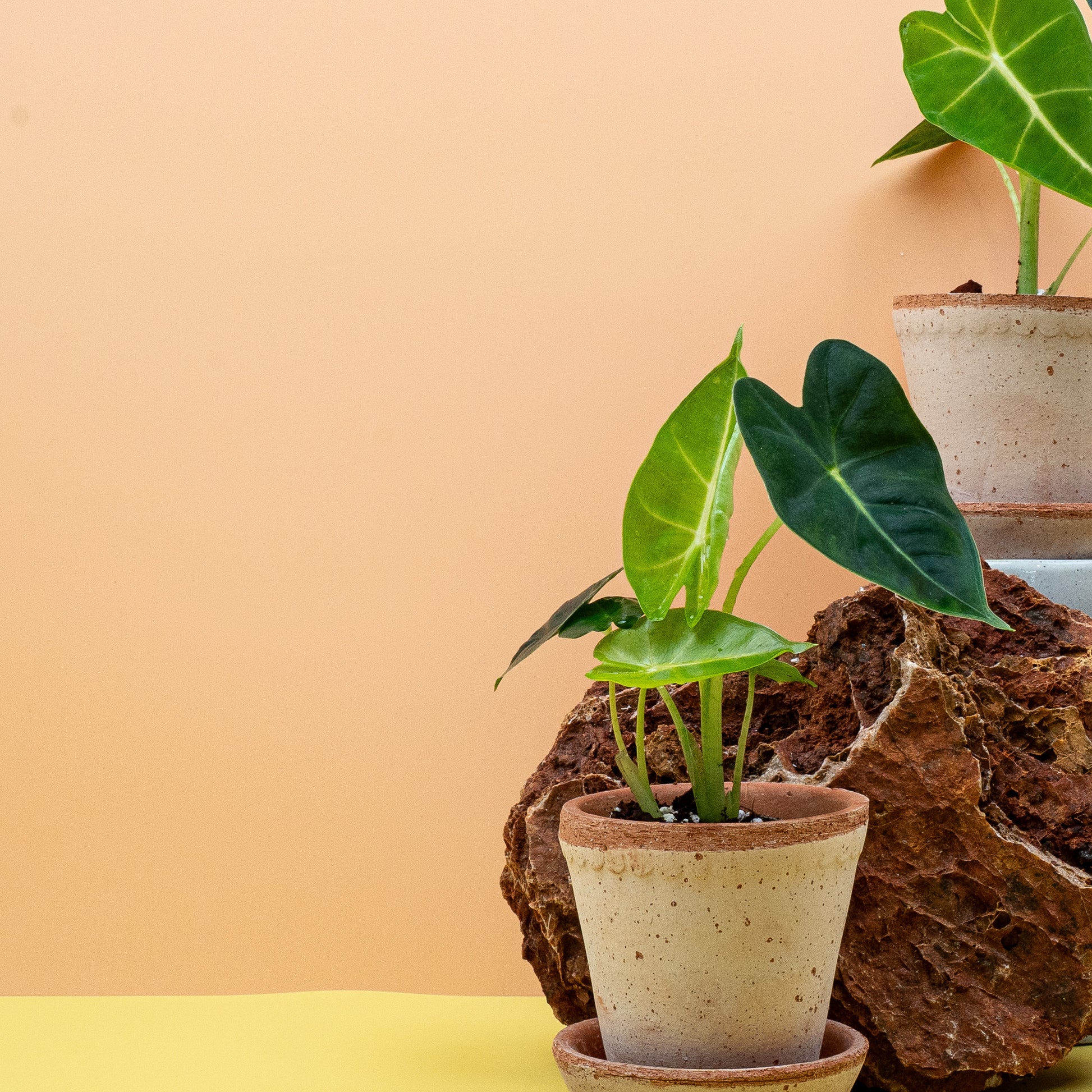 ALOCASIA FRYDEK online bestellen bei potflourri