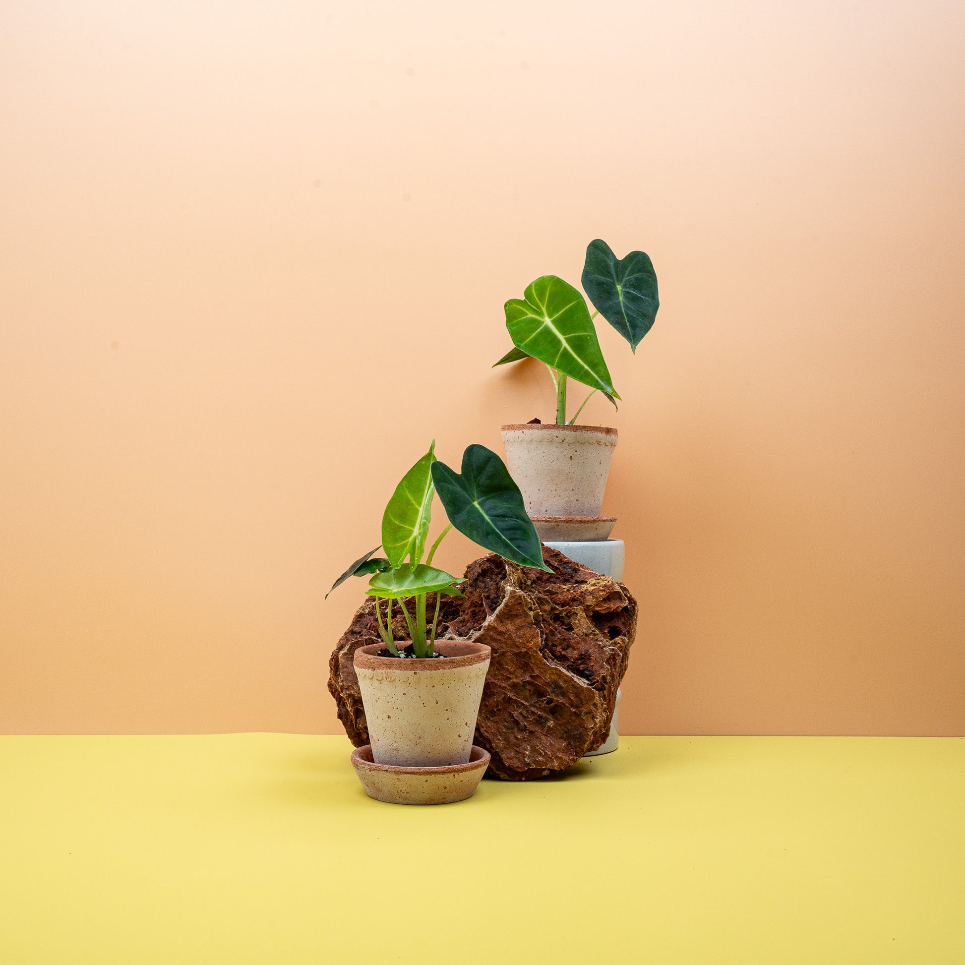 ALOCASIA FRYDEK online bestellen bei potflourri
