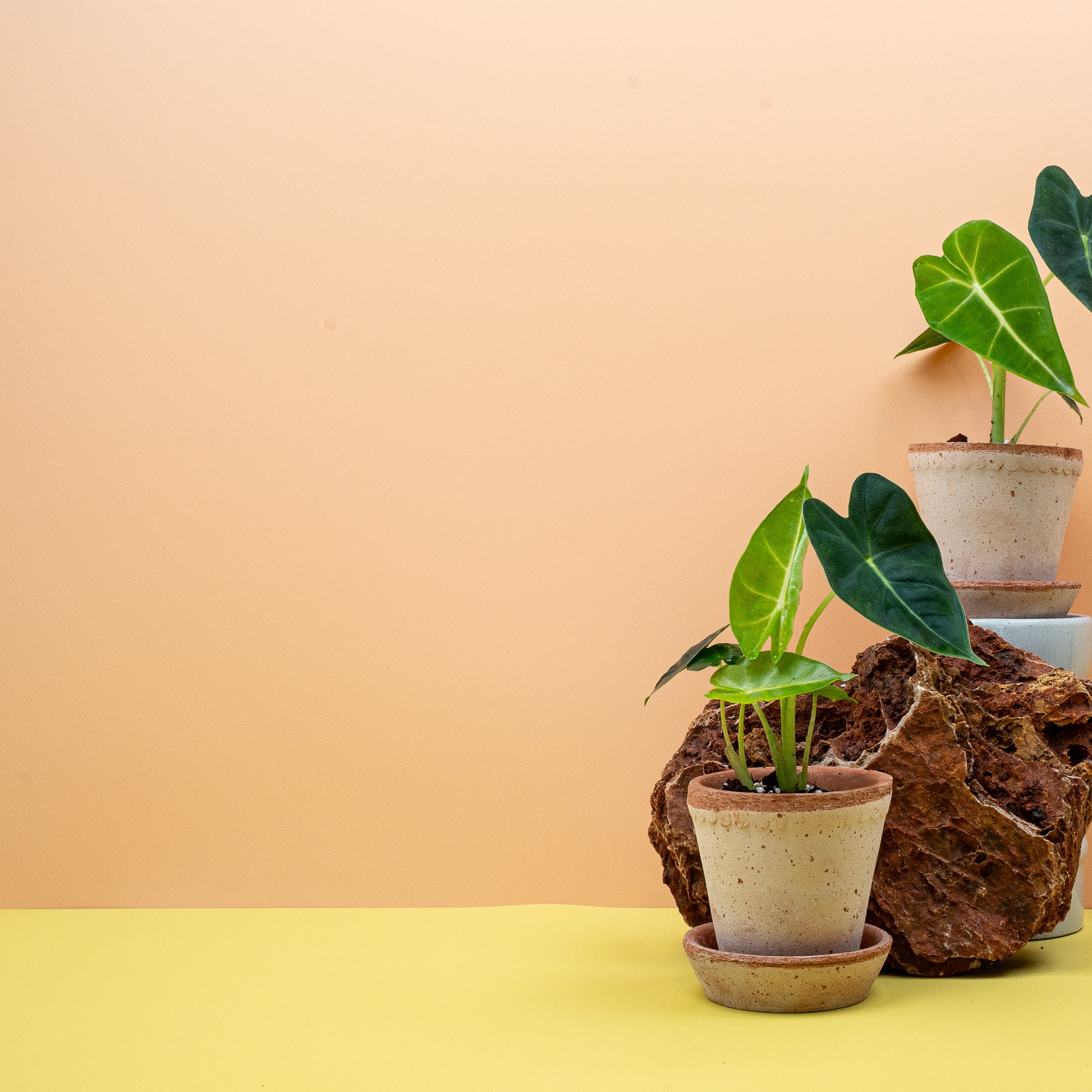 ALOCASIA FRYDEK online bestellen bei potflourri