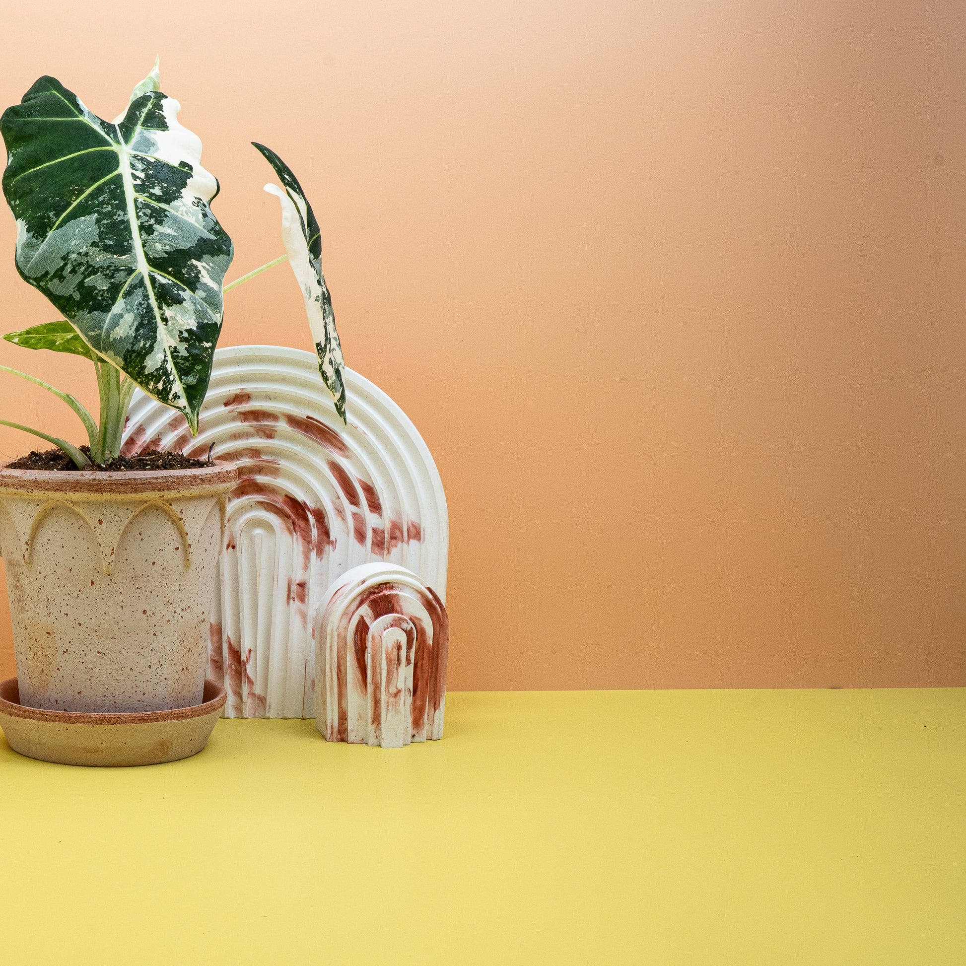 ALOCASIA FRYDEK VARIEGATA online kaufen bei potflourri