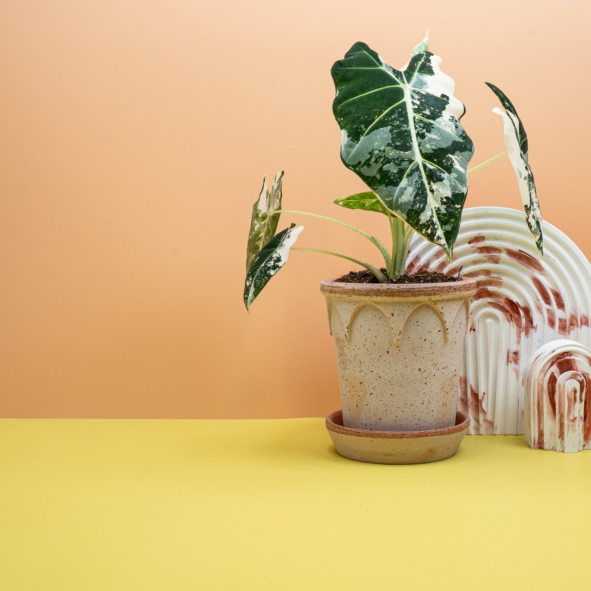 ALOCASIA FRYDEK VARIEGATA online kaufen bei potflourri