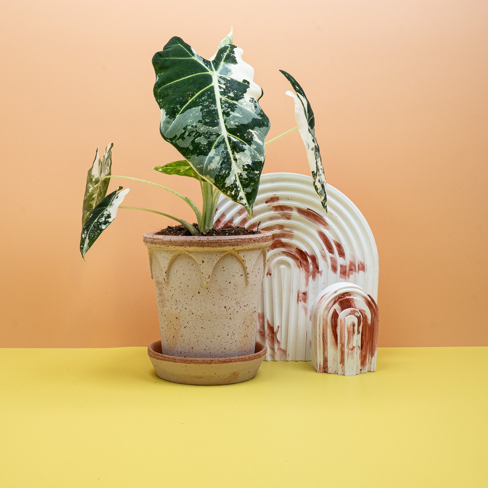 alocasia frydek variegata pflege ALOCASIA FRYDEK VARIEGATA online kaufen bei potflourri